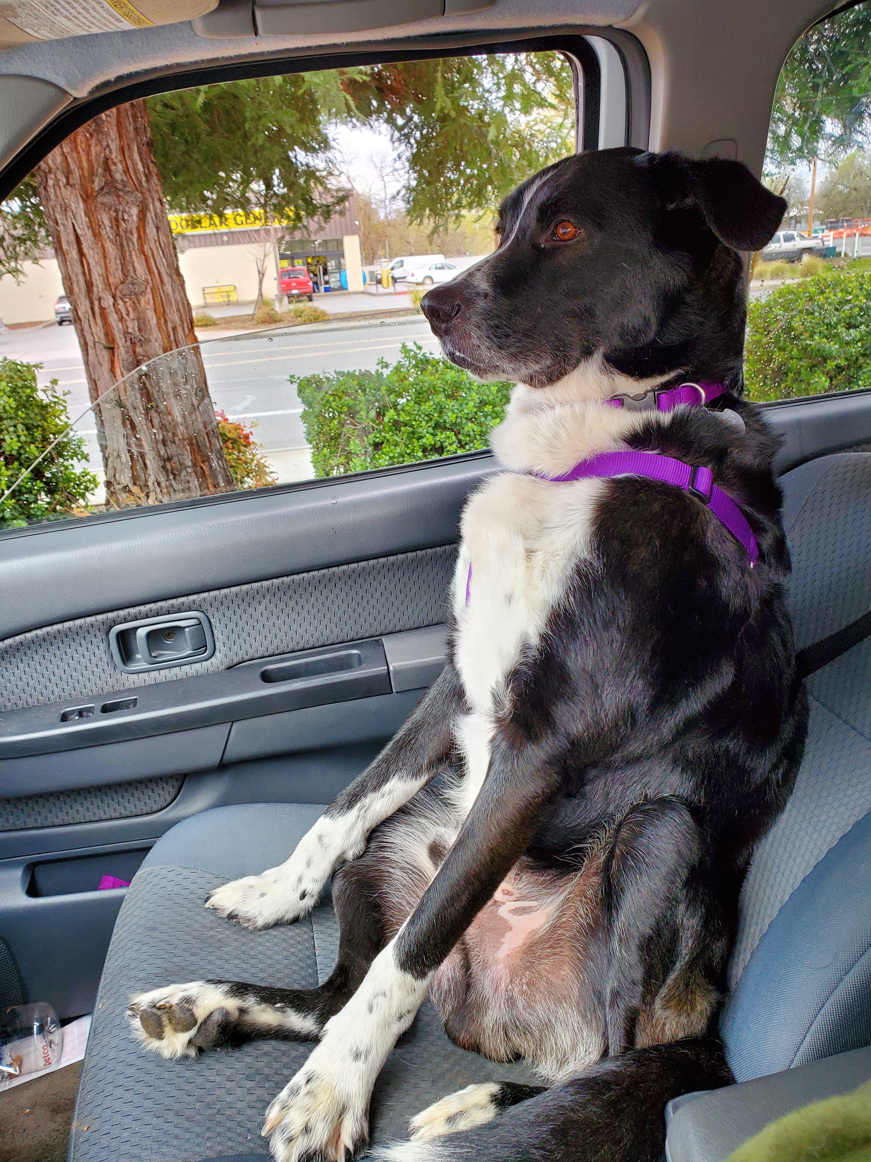 His new favorite way to ride shotgun r/dogpictures
