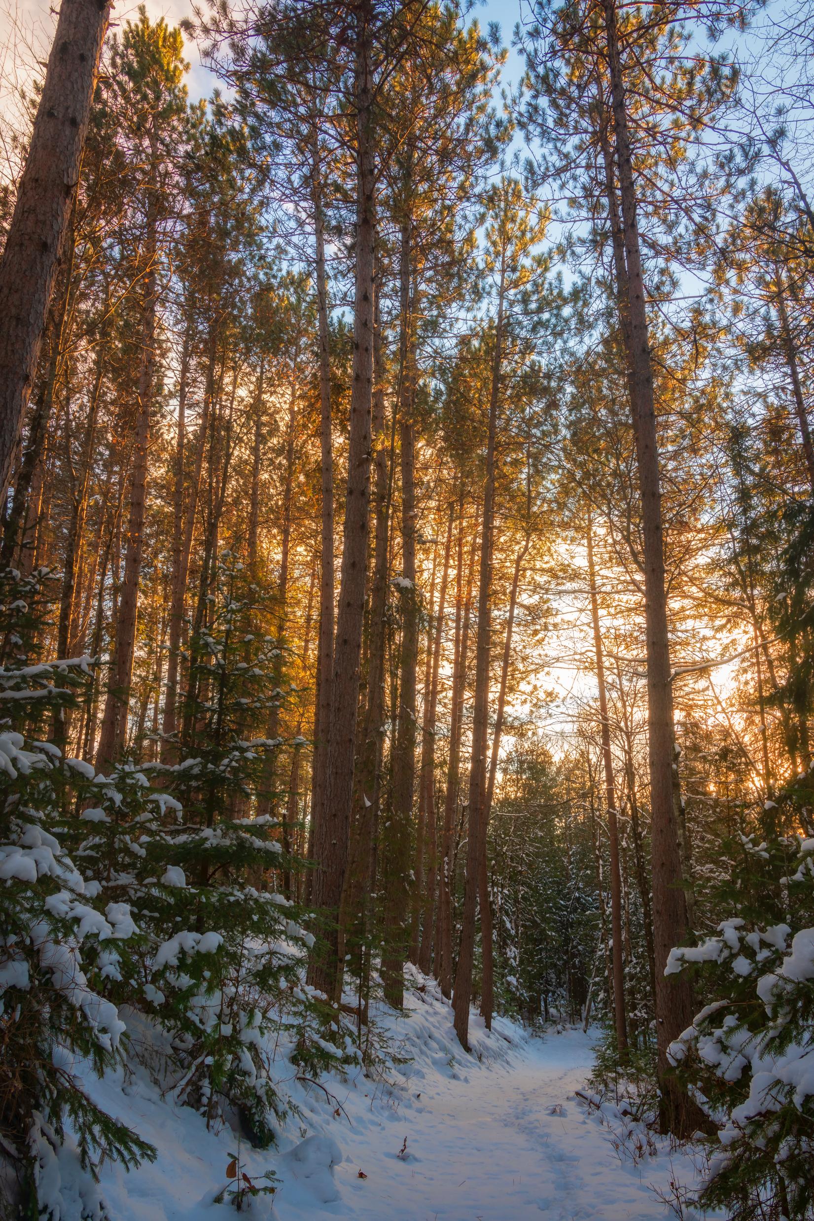 A midNovember sunset from the woods in Northern Wisconsin [1651x2477