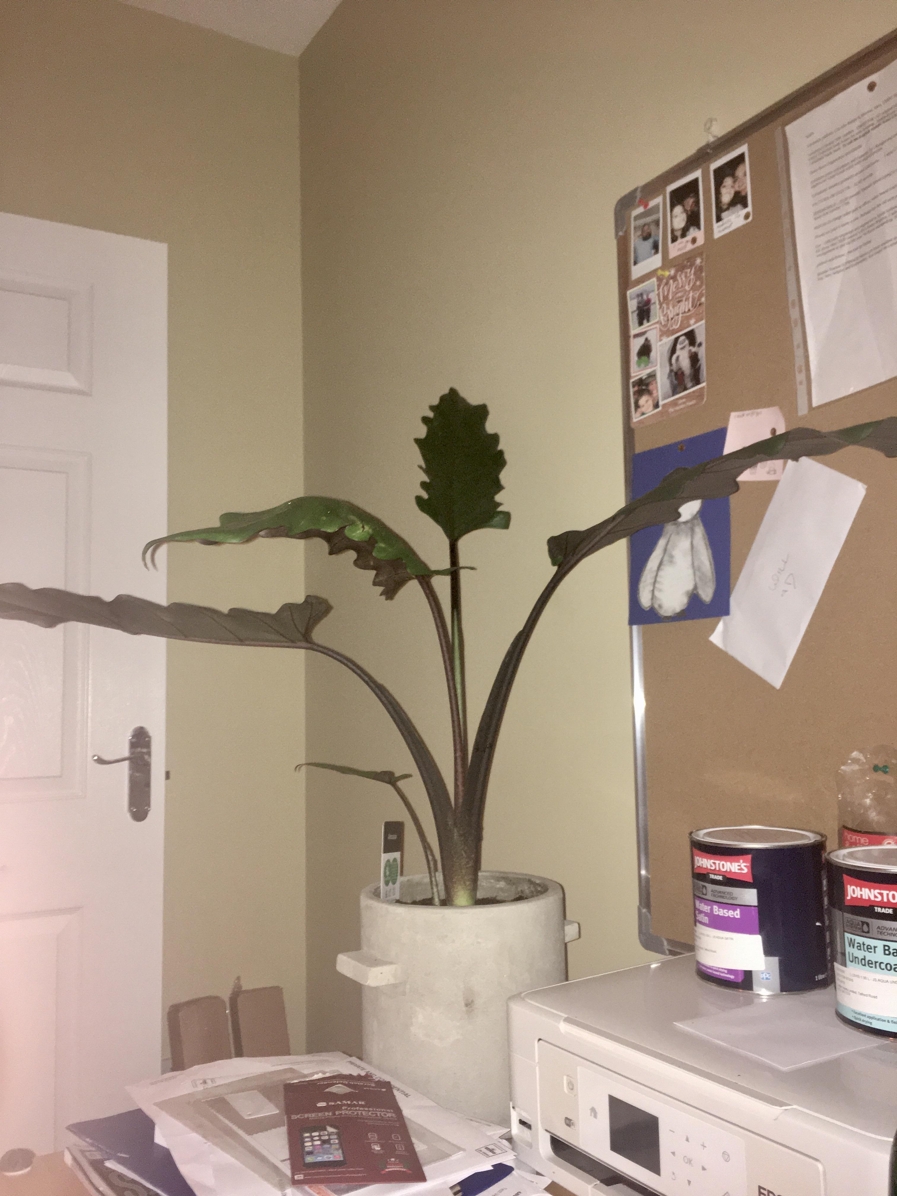 Rescued this guy from Homebase in Edinburgh, sitting amongst his wilted