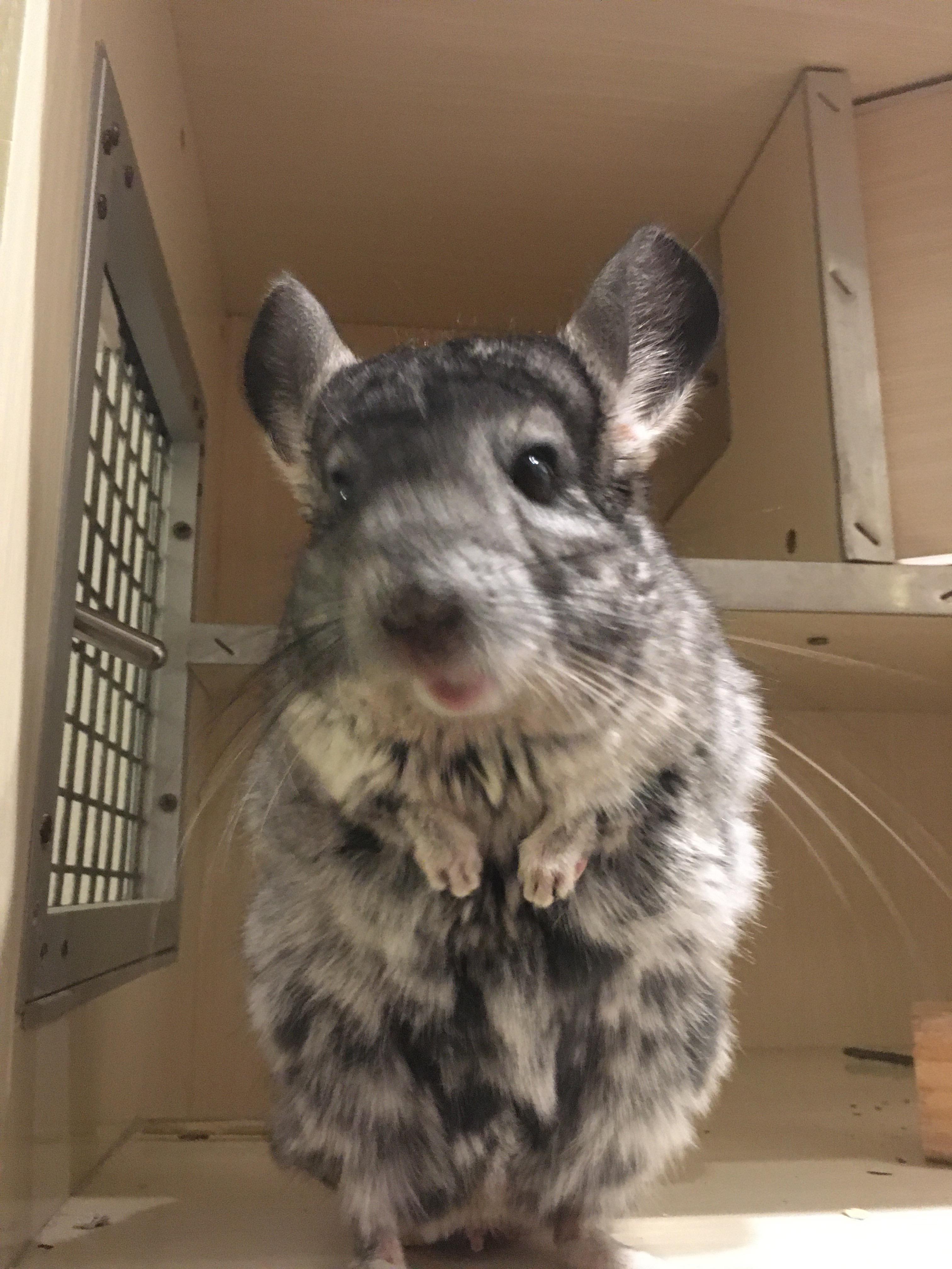 haha chinchilla