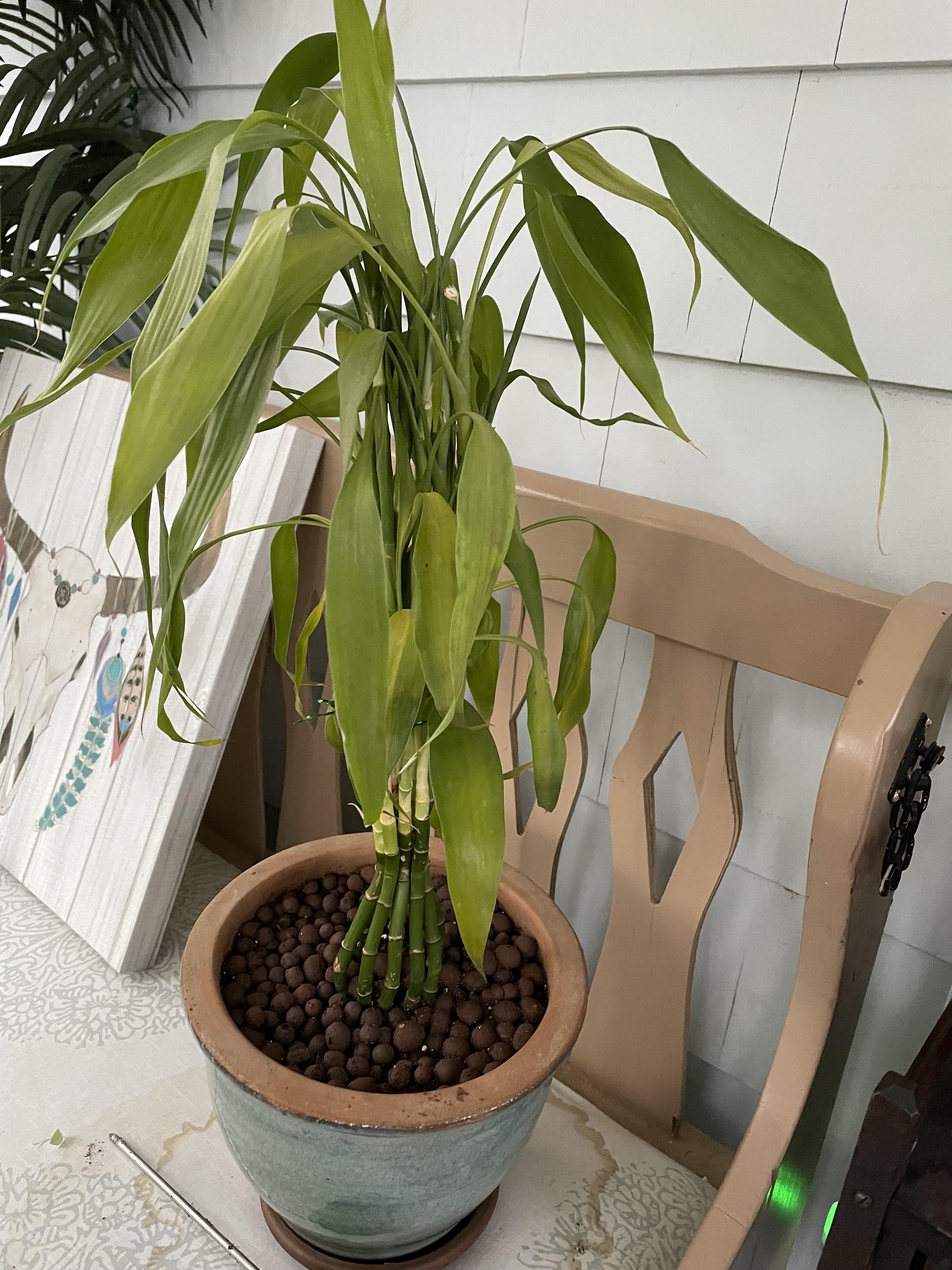 Help! my bamboo I’ve had for five years in water has recently started to smell like rotten eggs