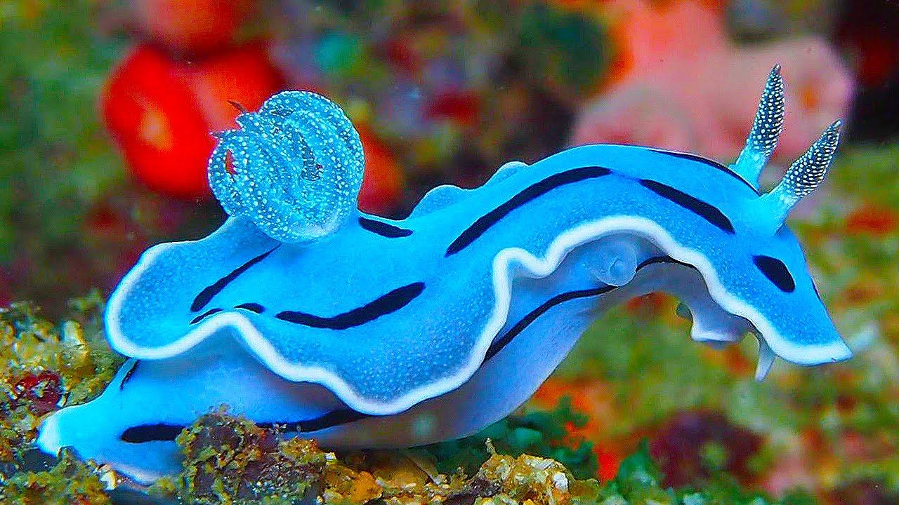 🔥 A mesmerizing Sea Slug 🔥 r/NatureIsFuckingLit