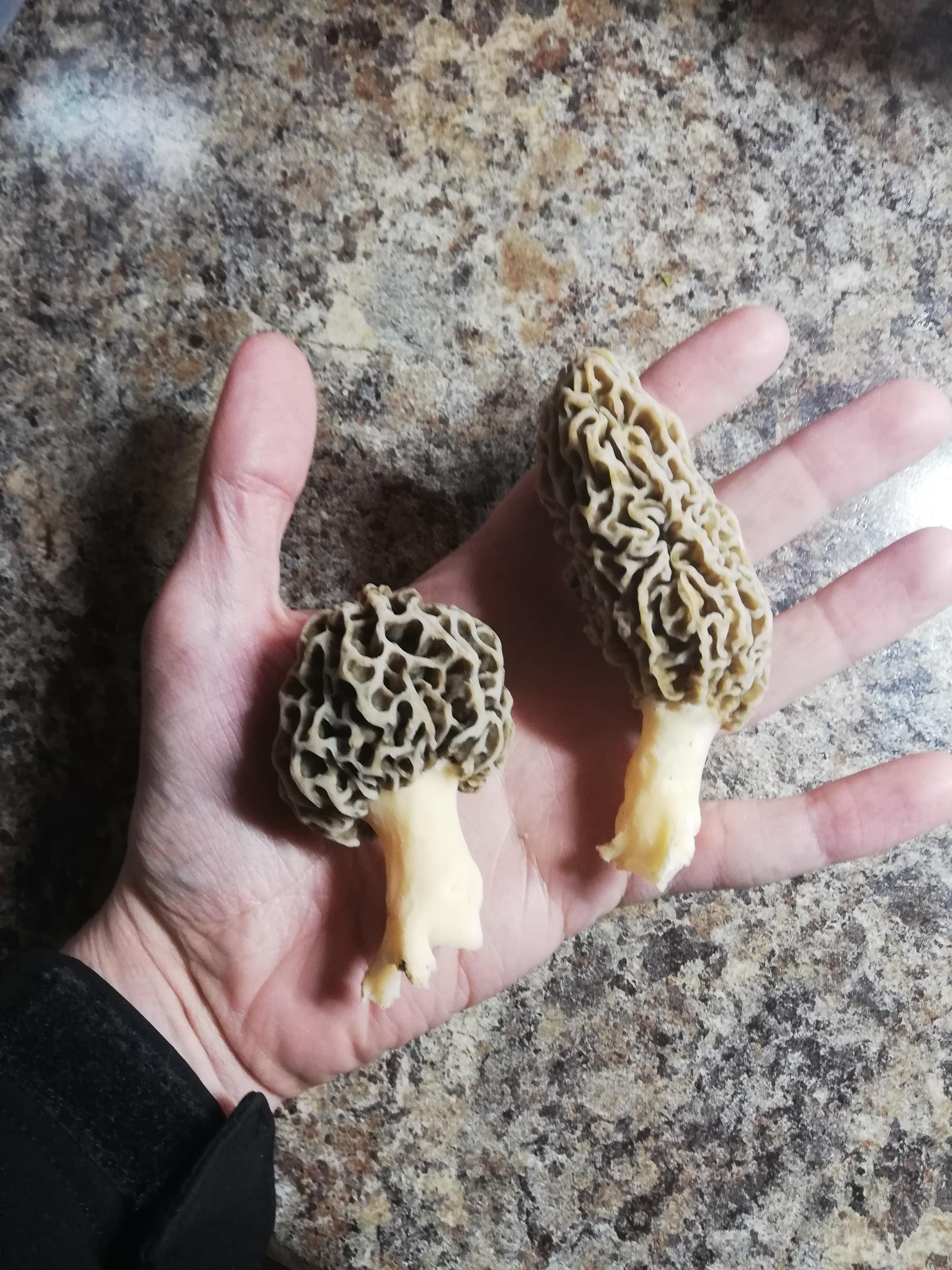 My first morels ever in a grove with broken glass. Today in Chicago area r/Morel_Hunting