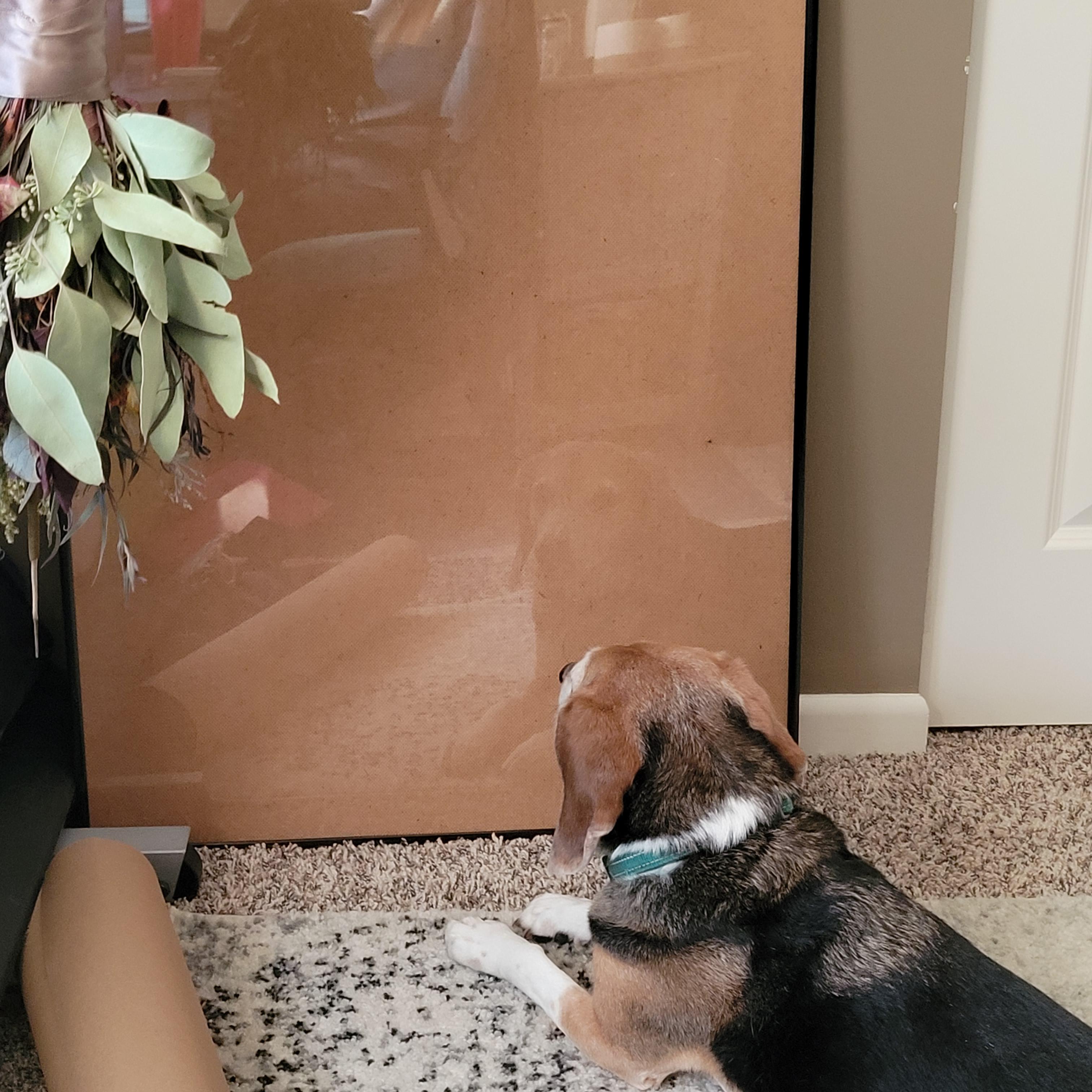 Do Dogs Know Their Own Reflection