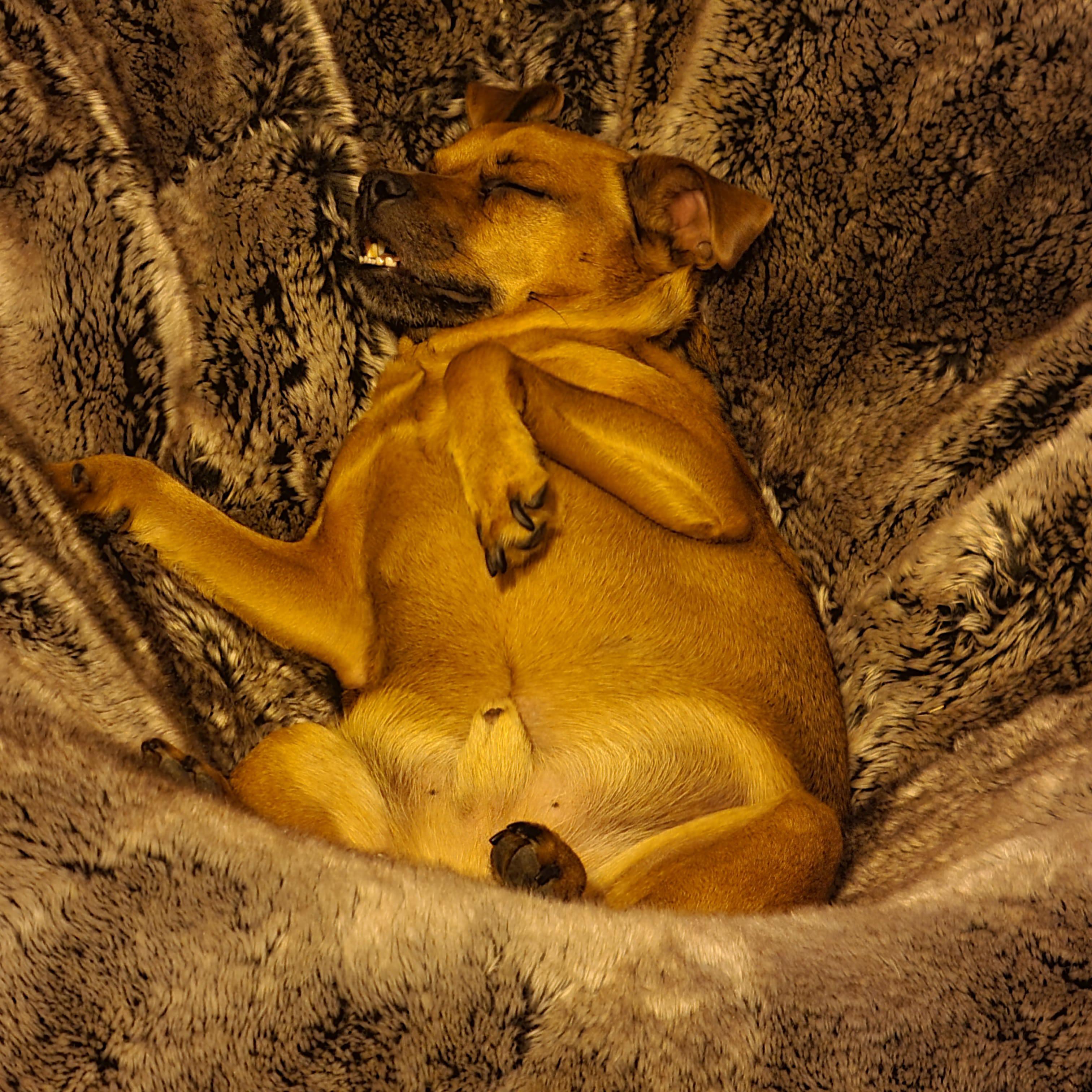 My dog won't stop eating random things off the floor! From woolies, to