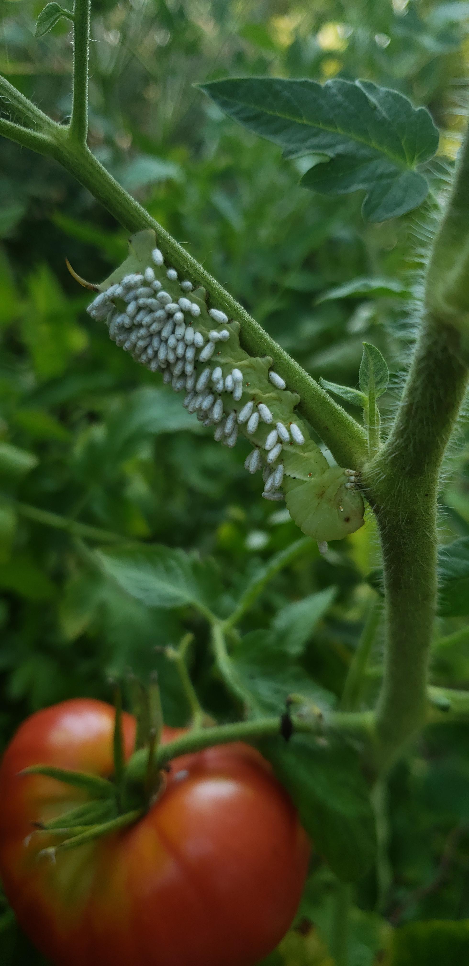 Wasp parasites on a tomato hornworm. Retribution for my poor tomato