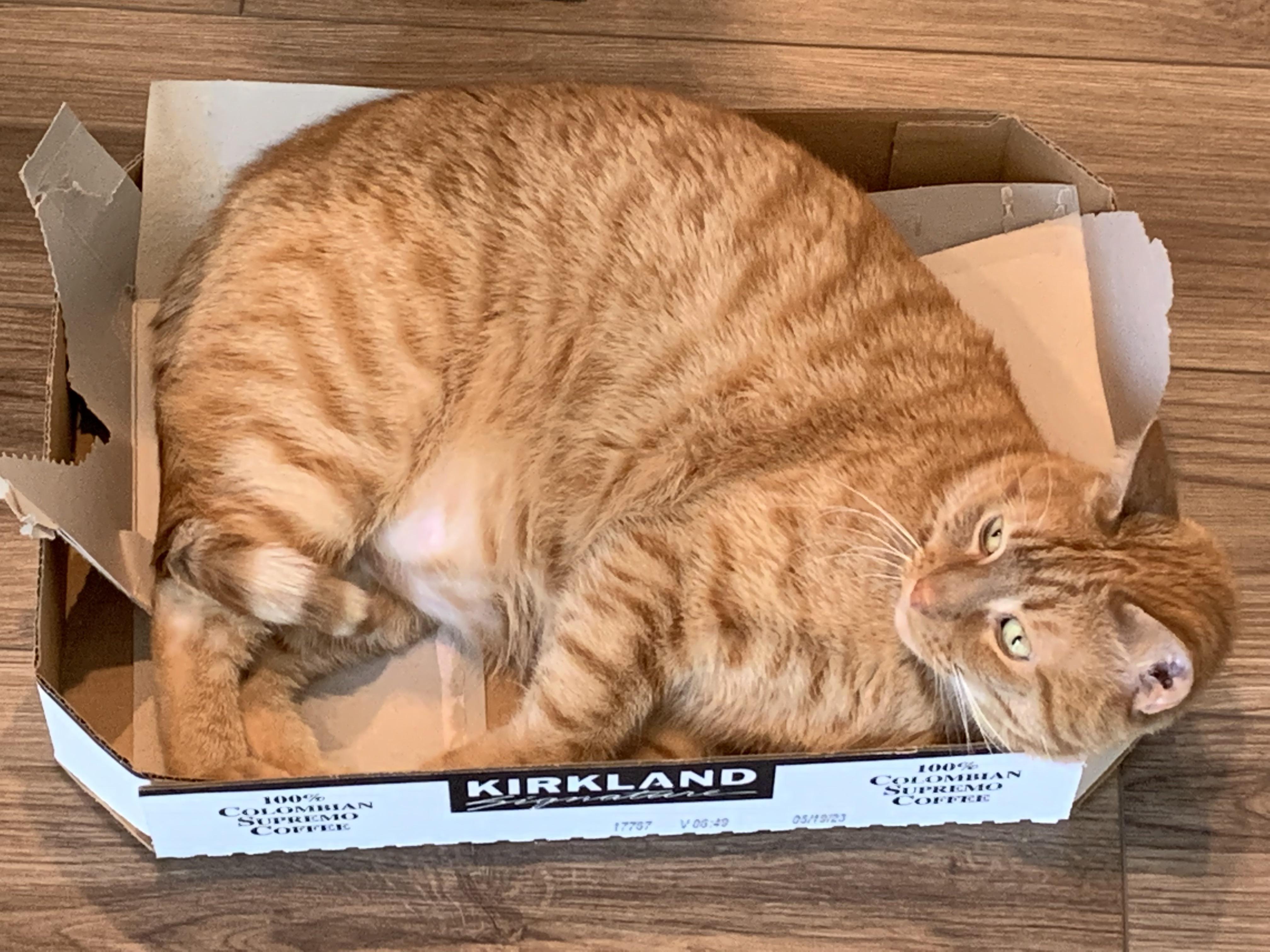 Just FYI Costco has really good deals on cats right now… not sure about