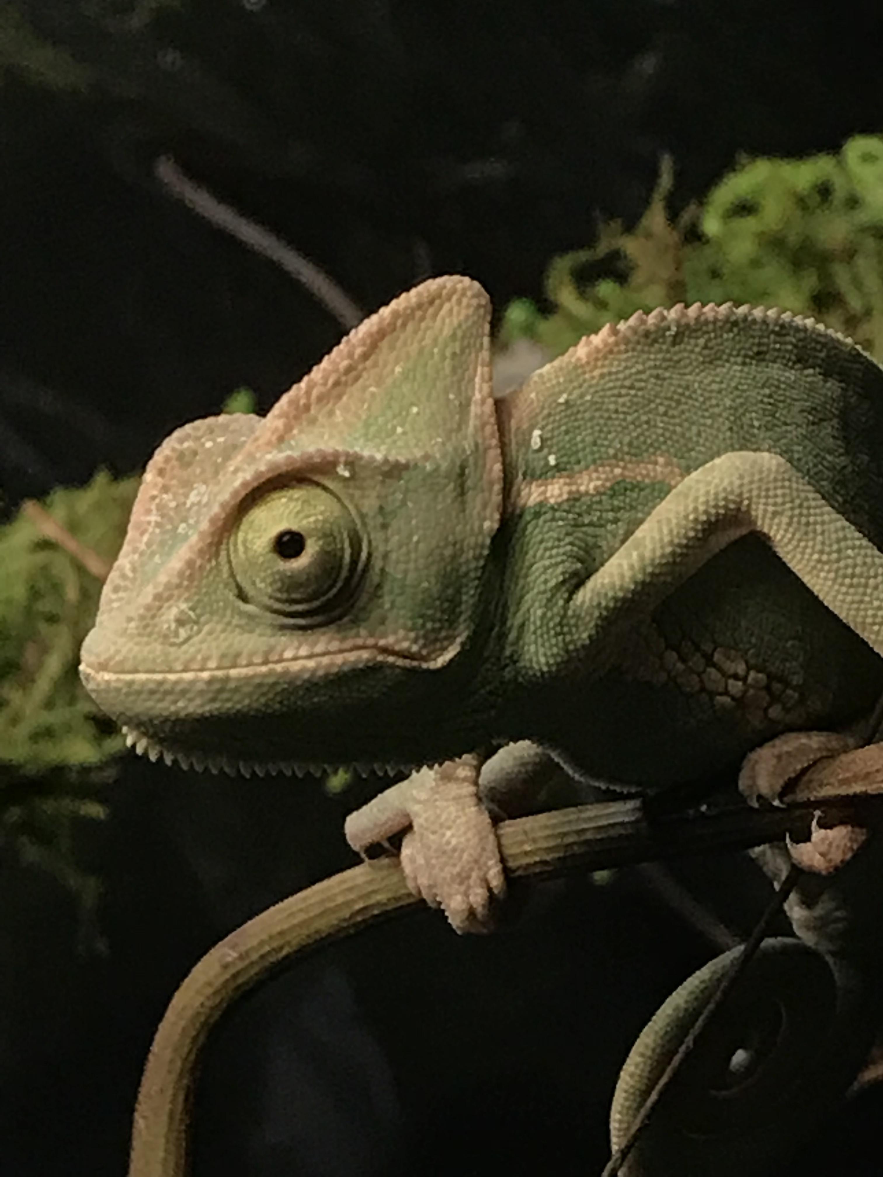 My chameleon has white crust stuff around and in his nose. He hasn’t