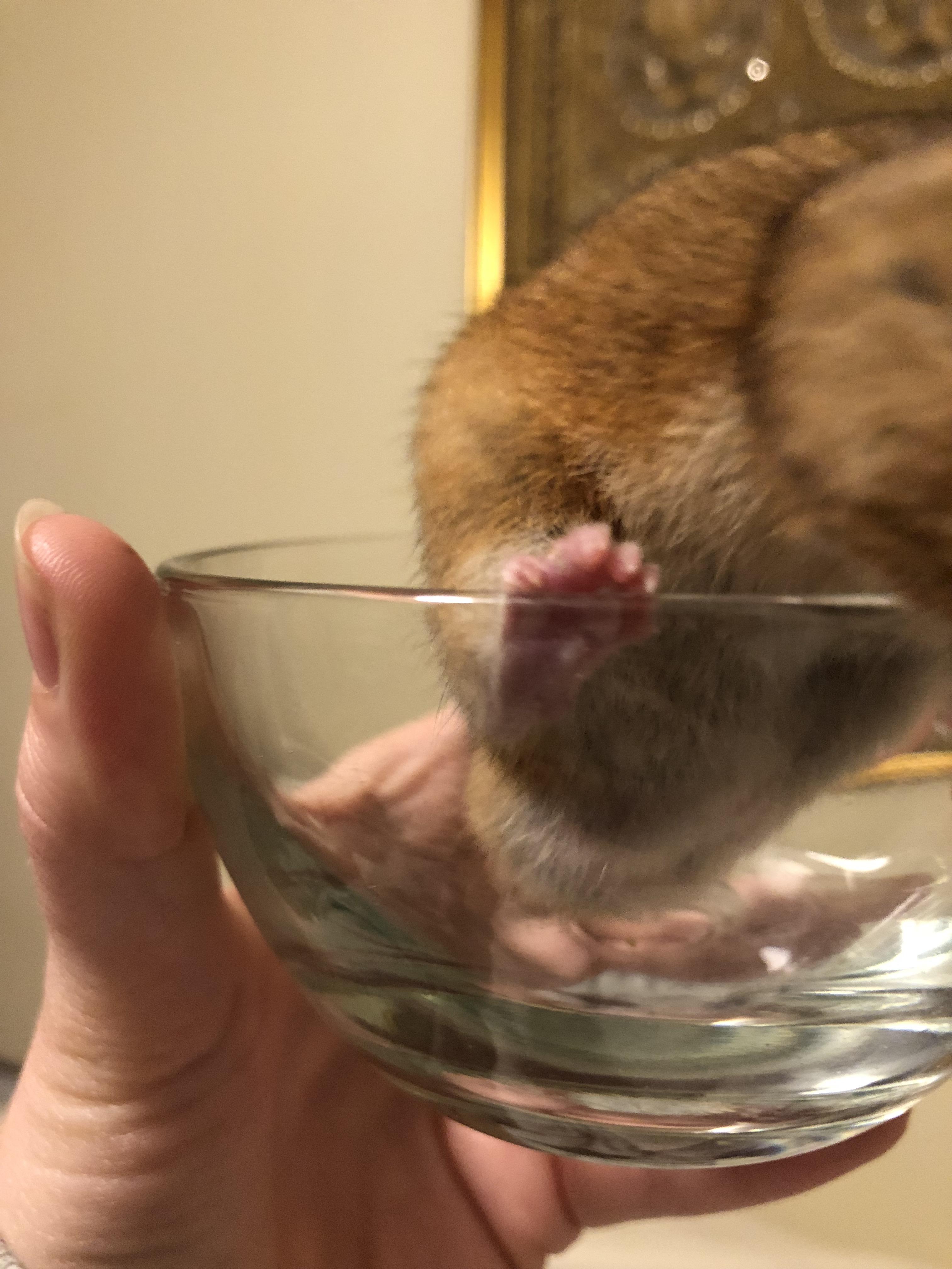 Bumblefoot? I got a hamster from a mom/pop shop and when I got home
