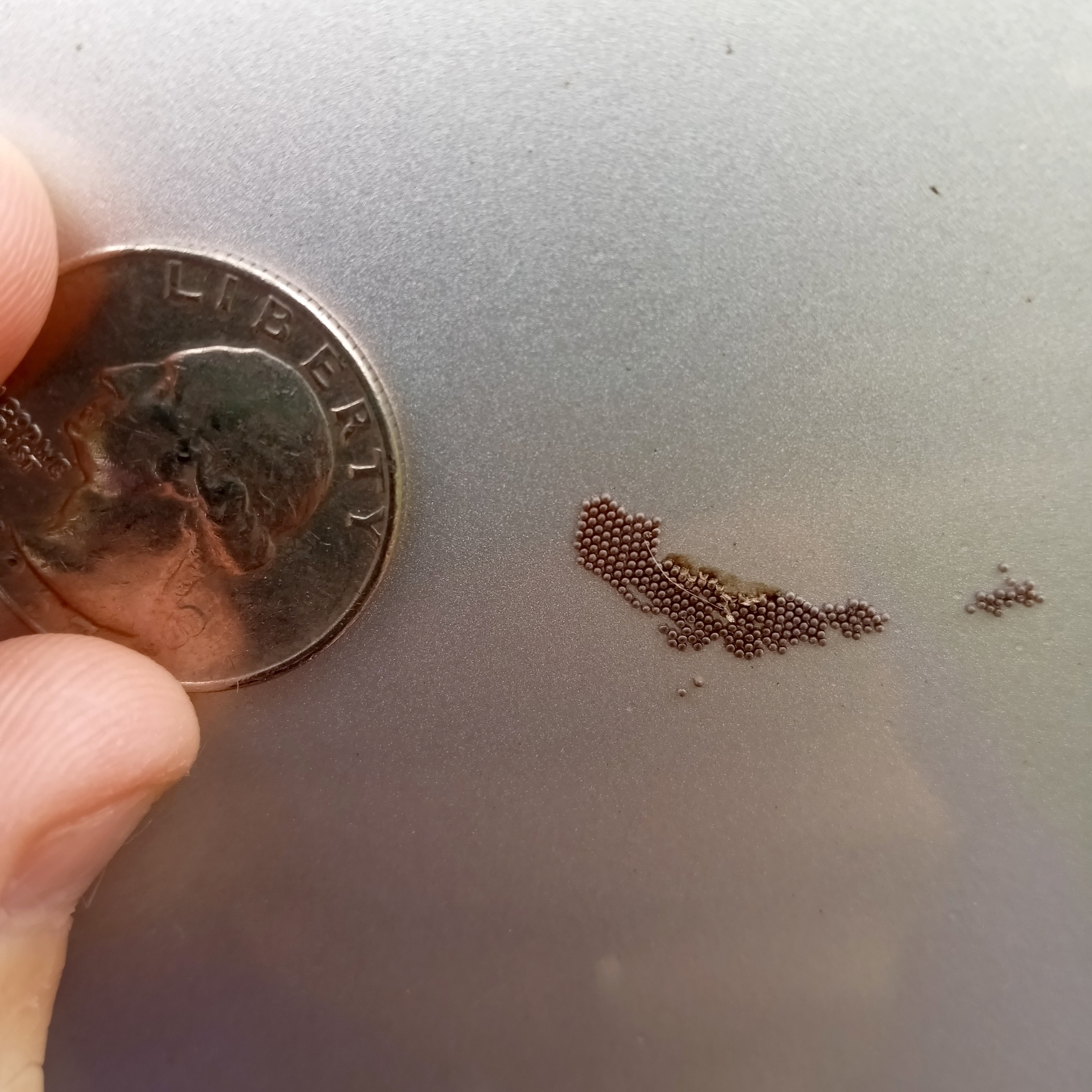 Very Tiny Grouping of Spheres (Insect Eggs?) on the Side of My Car [WI