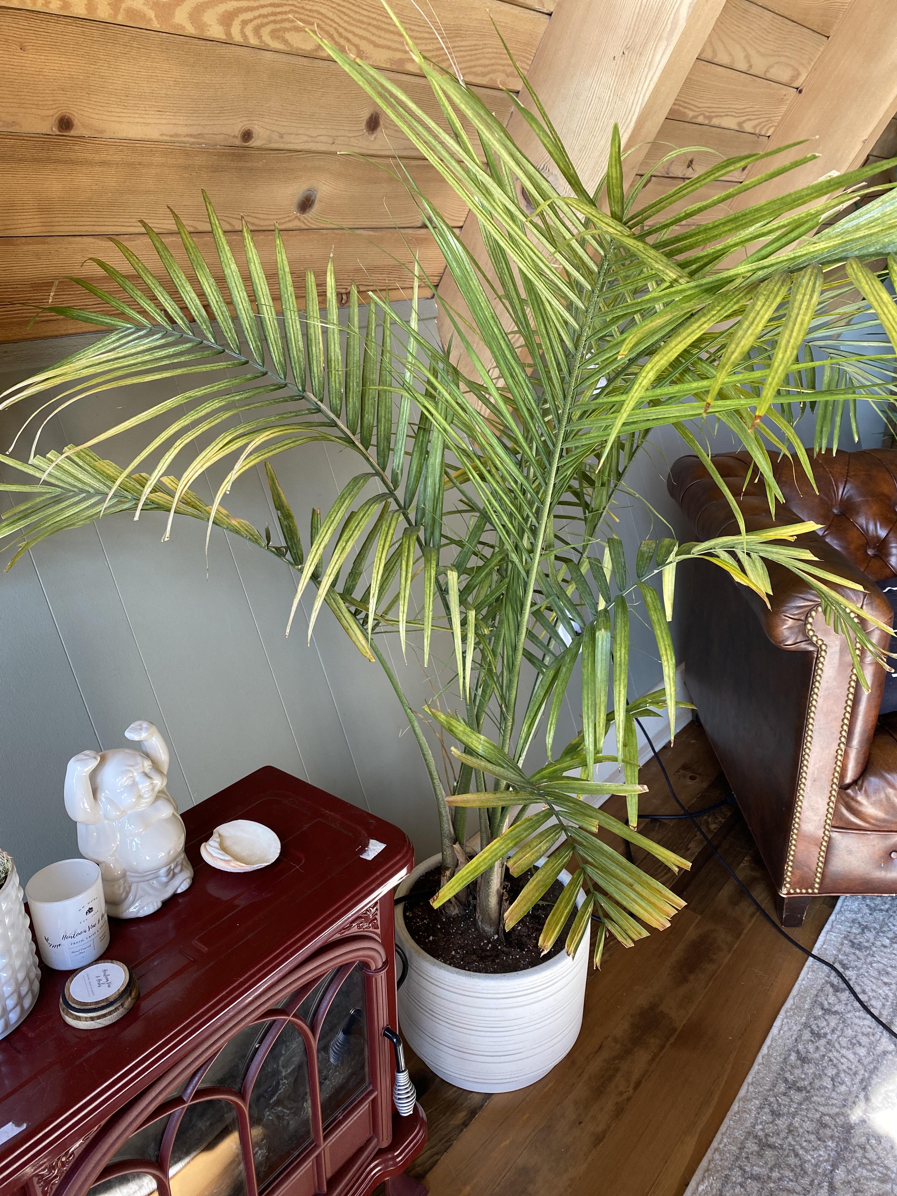 Help! My majesty palm is yellowing and browning no matter what I do