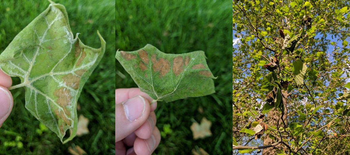 [Maryland, US] Leaves already falling off my Sycamore, how can I treat
