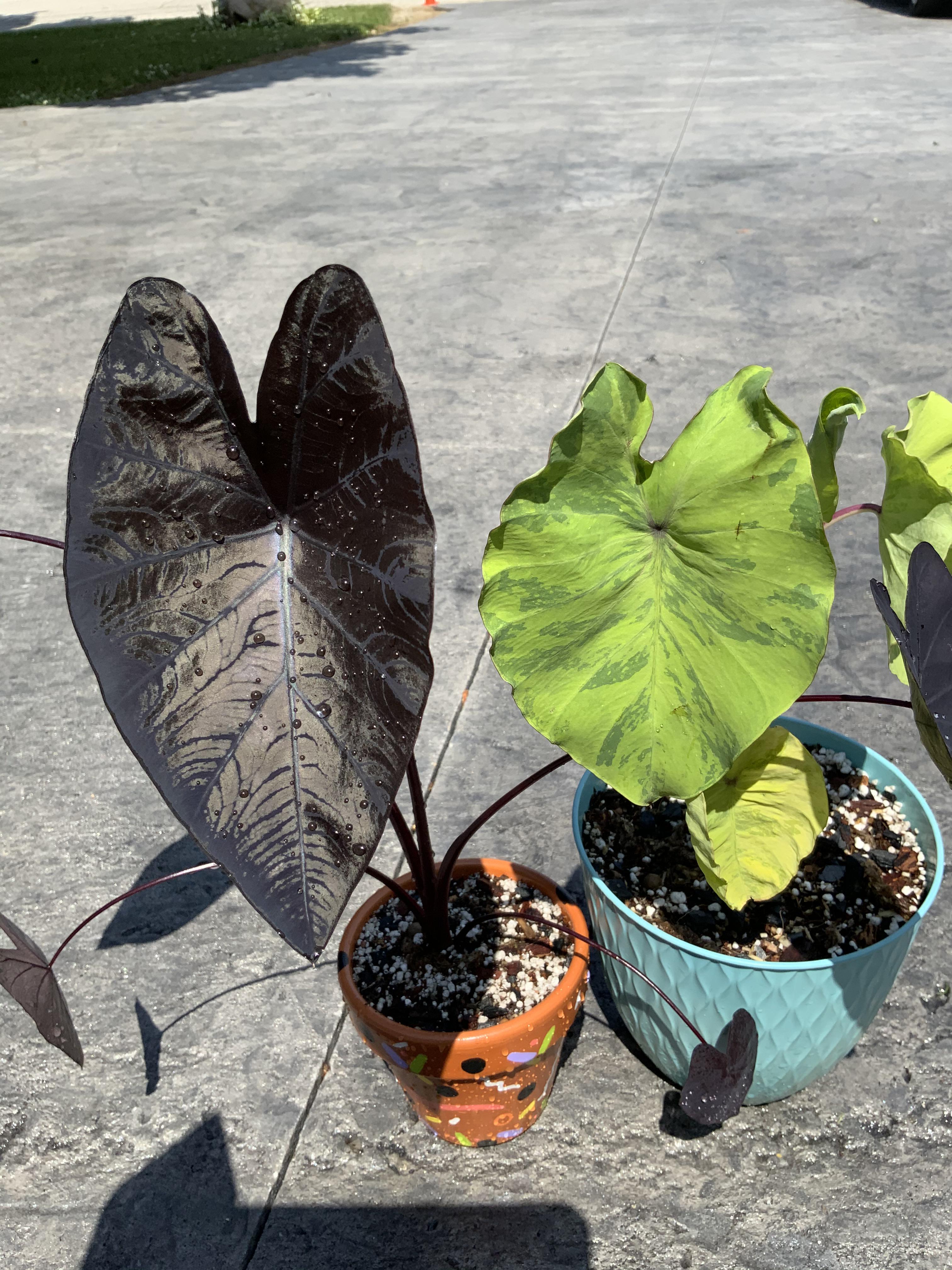 my beautiful electric blue gecko colocasia and electric lime gecko