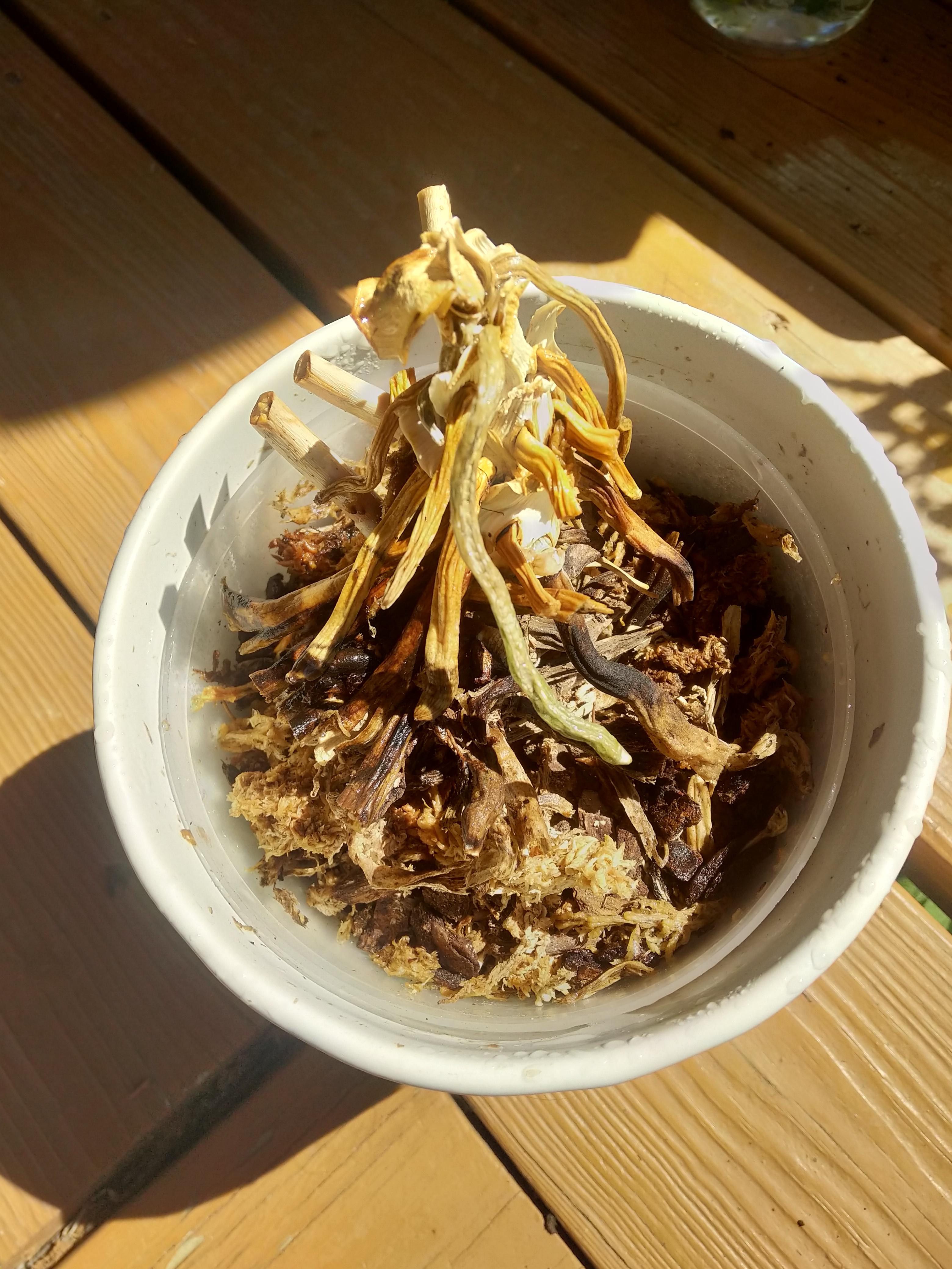 Can my sick orchid be revived? r/plantclinic