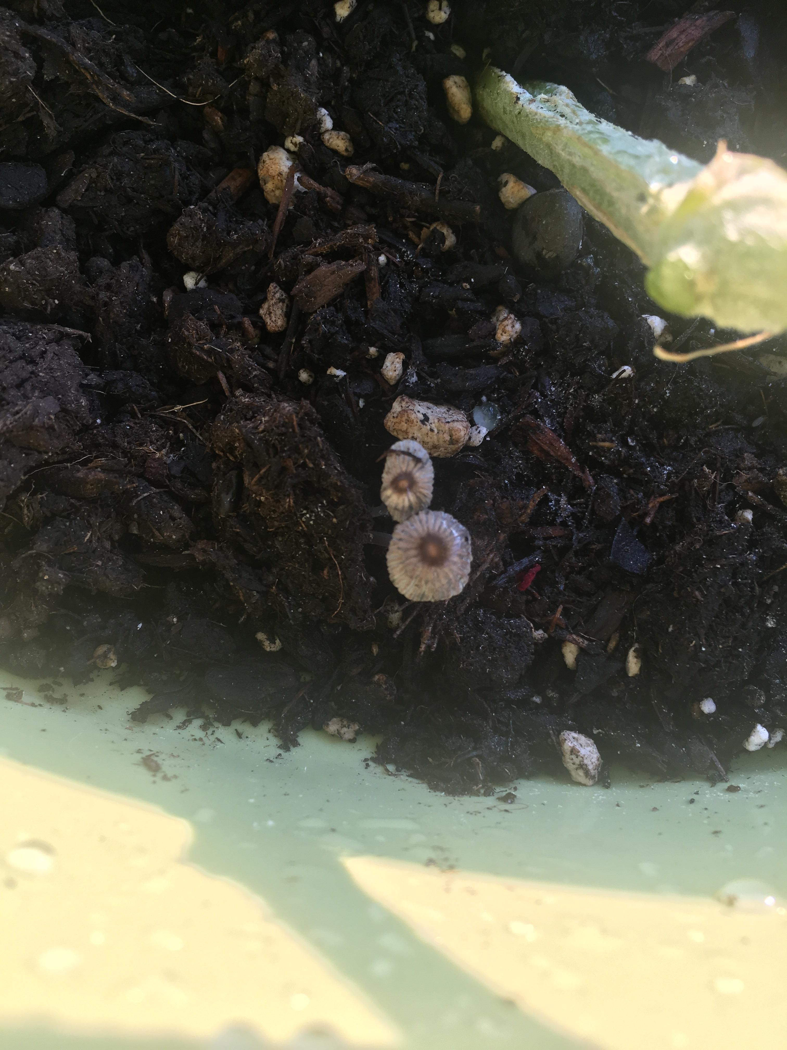 Mushrooms growing in the pot of my cucumber plant? How does this happen