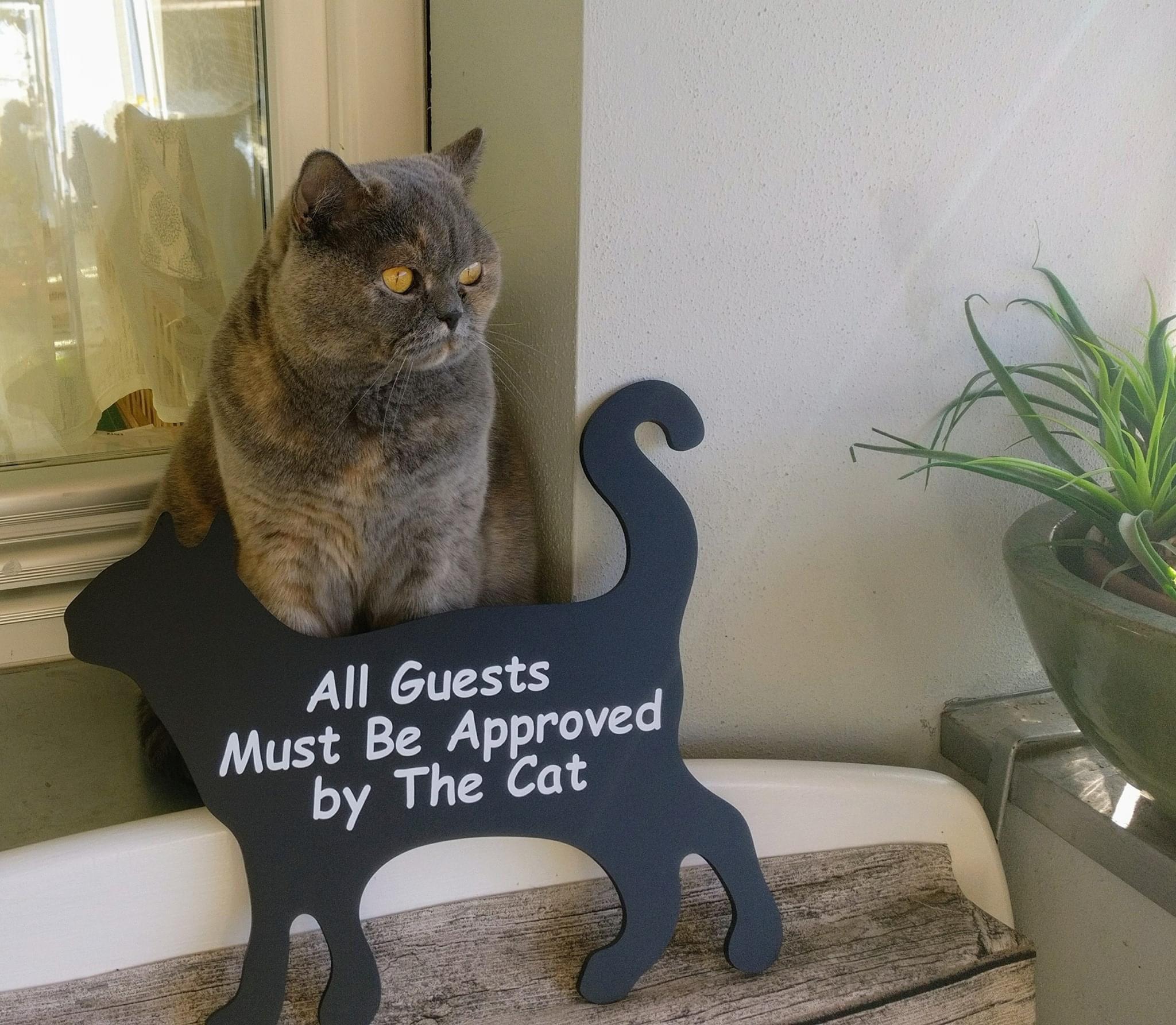 All guests must be approved by the cat cat