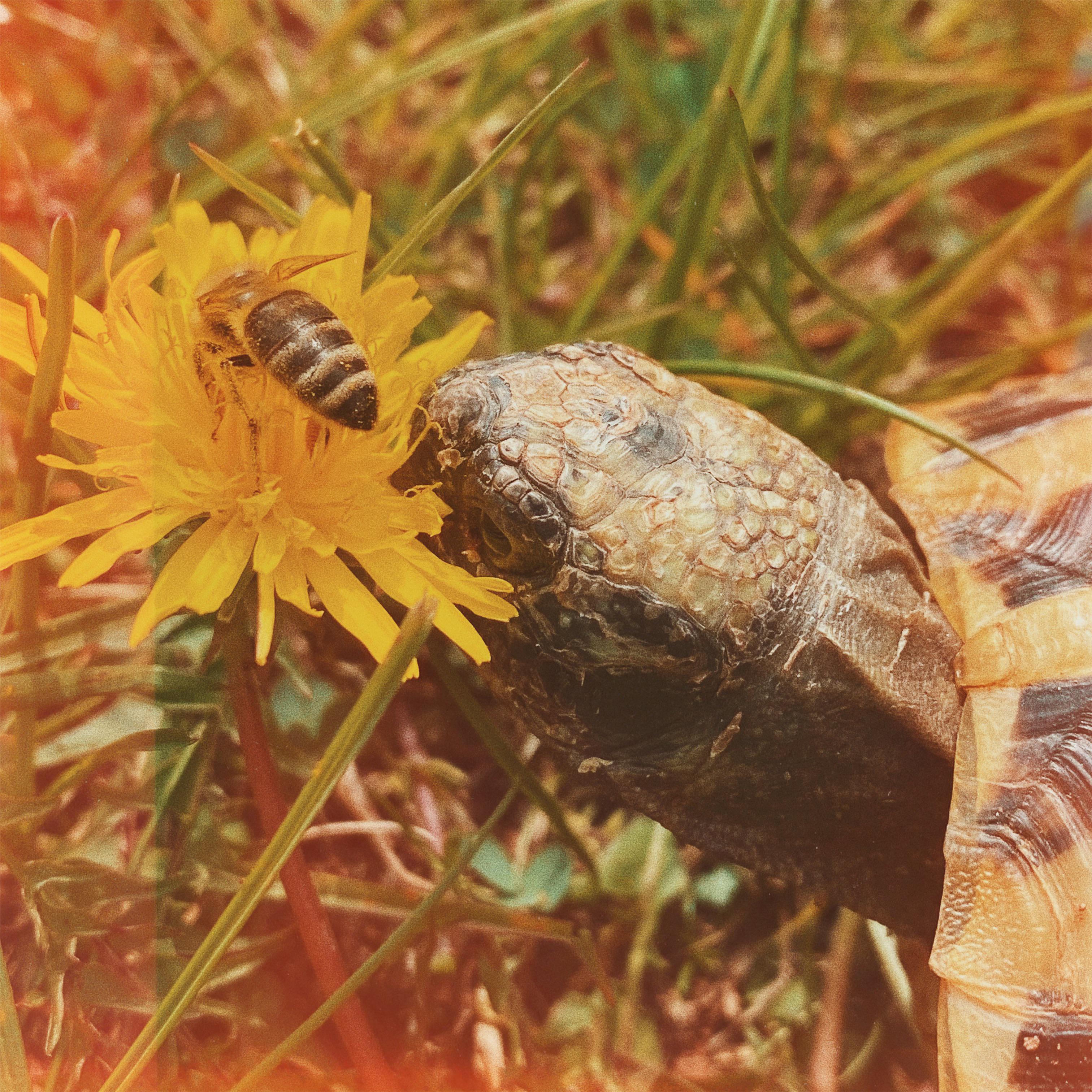 a bee landed on the dandelion my tortoise was just trying to bite into🐝