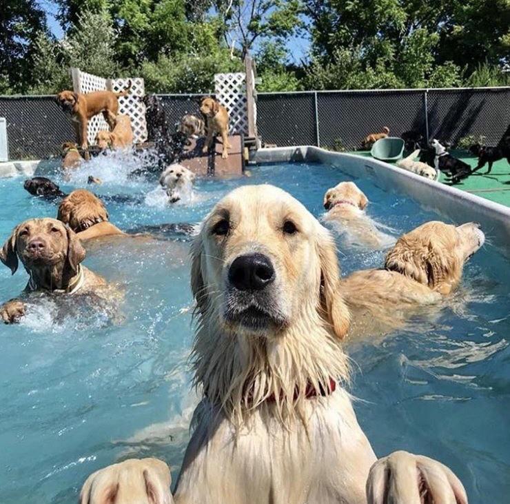 Pool Party r/funny