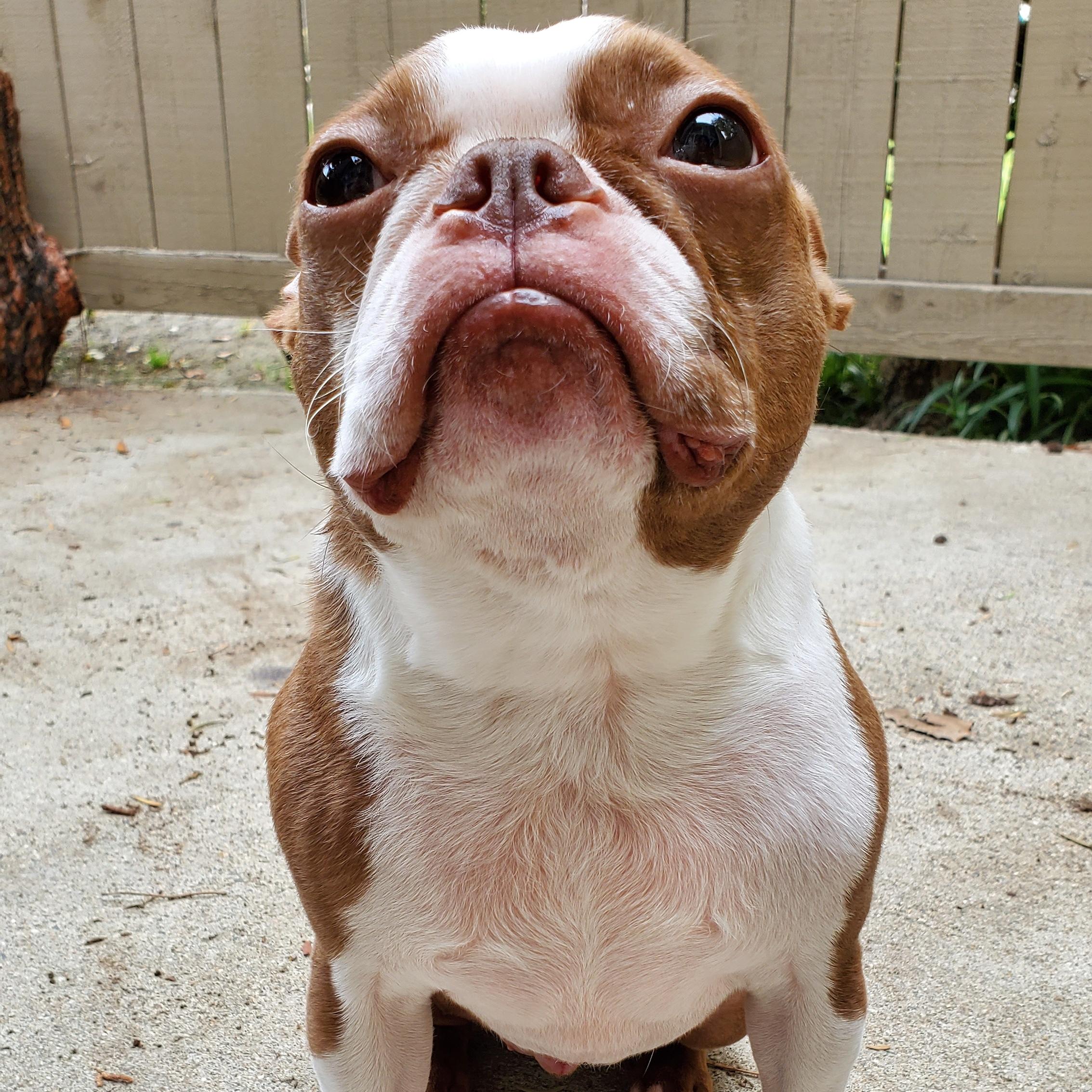 Baby seal or Boston Terrier? BostonTerrier