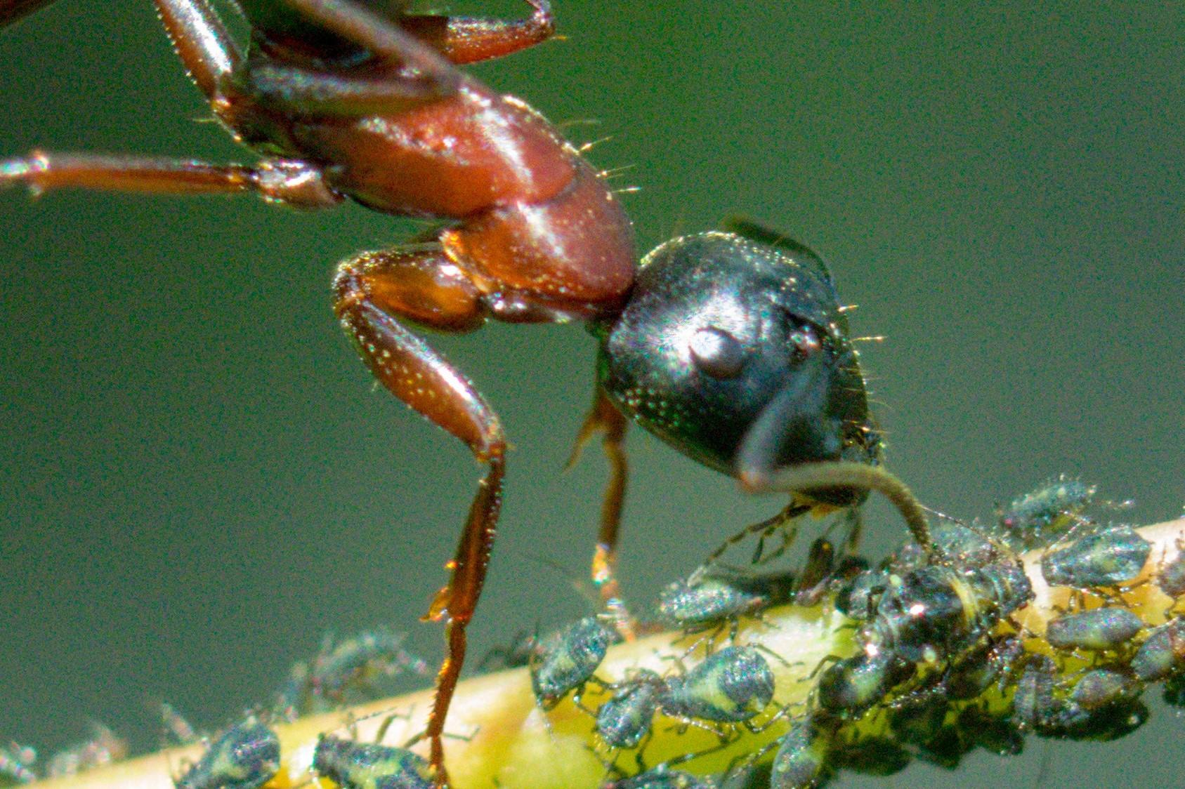 A close up of a carpenter and collecting honeydew from aphids r/insects