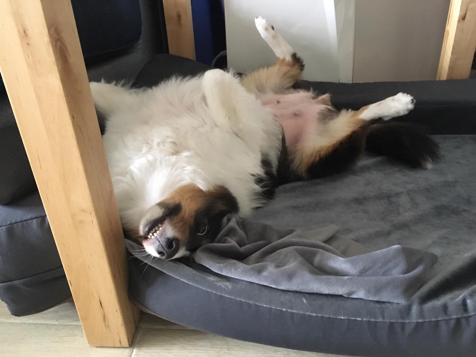 Dog got a new bed on Black Friday. r/WhatsWrongWithYourDog