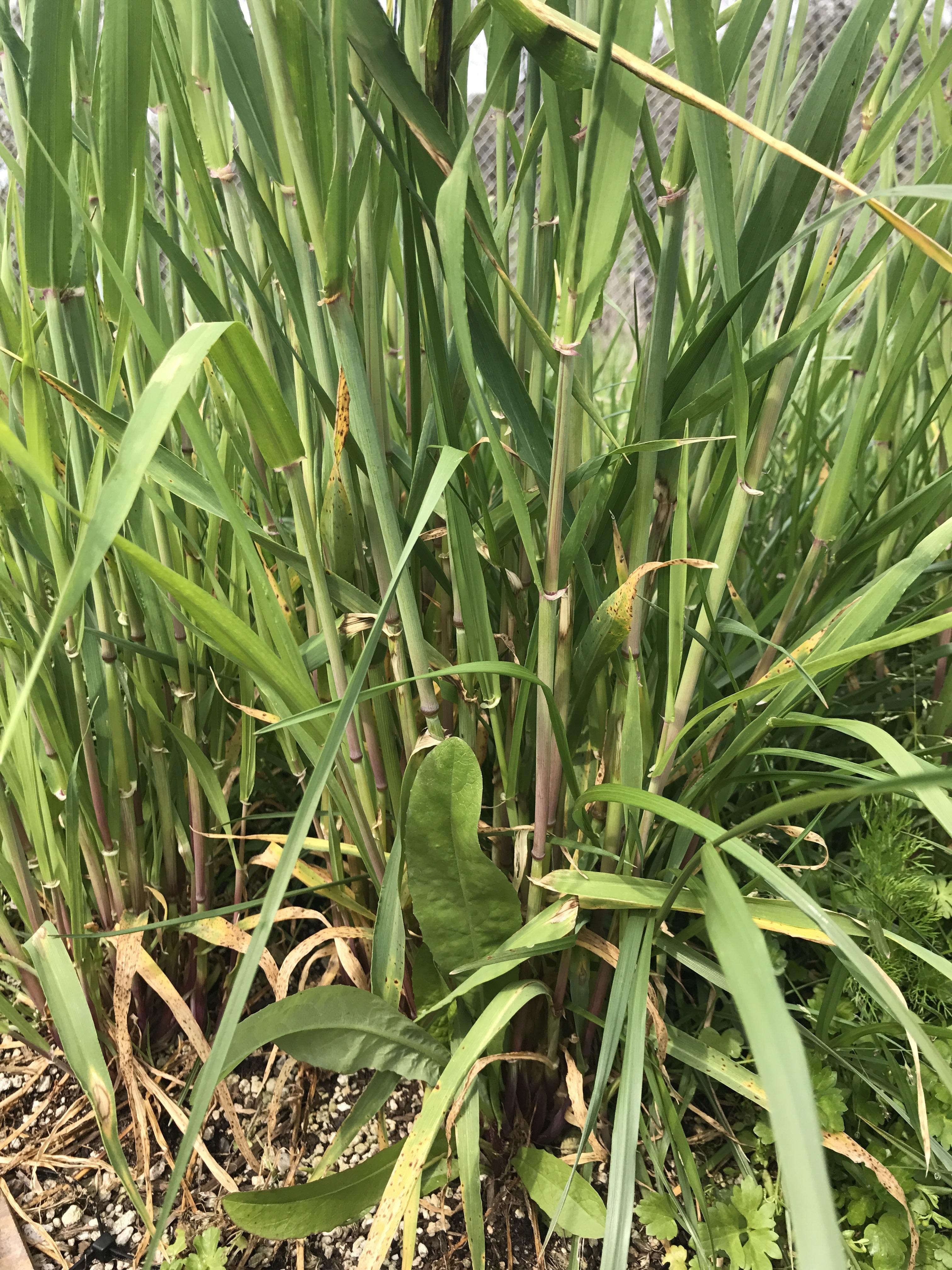 Plant ID? Thick grass, bamboolike stalks gardening