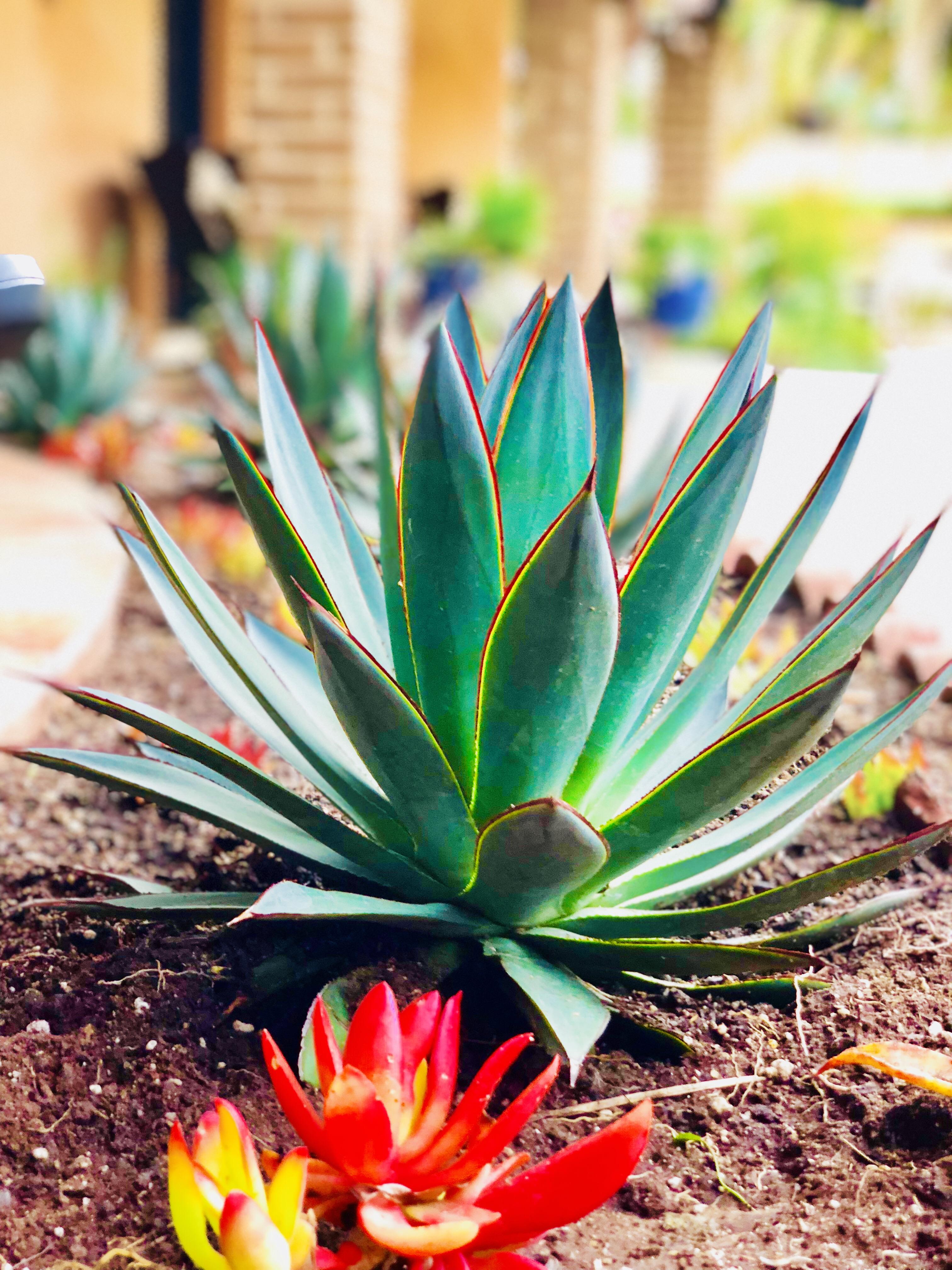 My blue glow agave r/succulents