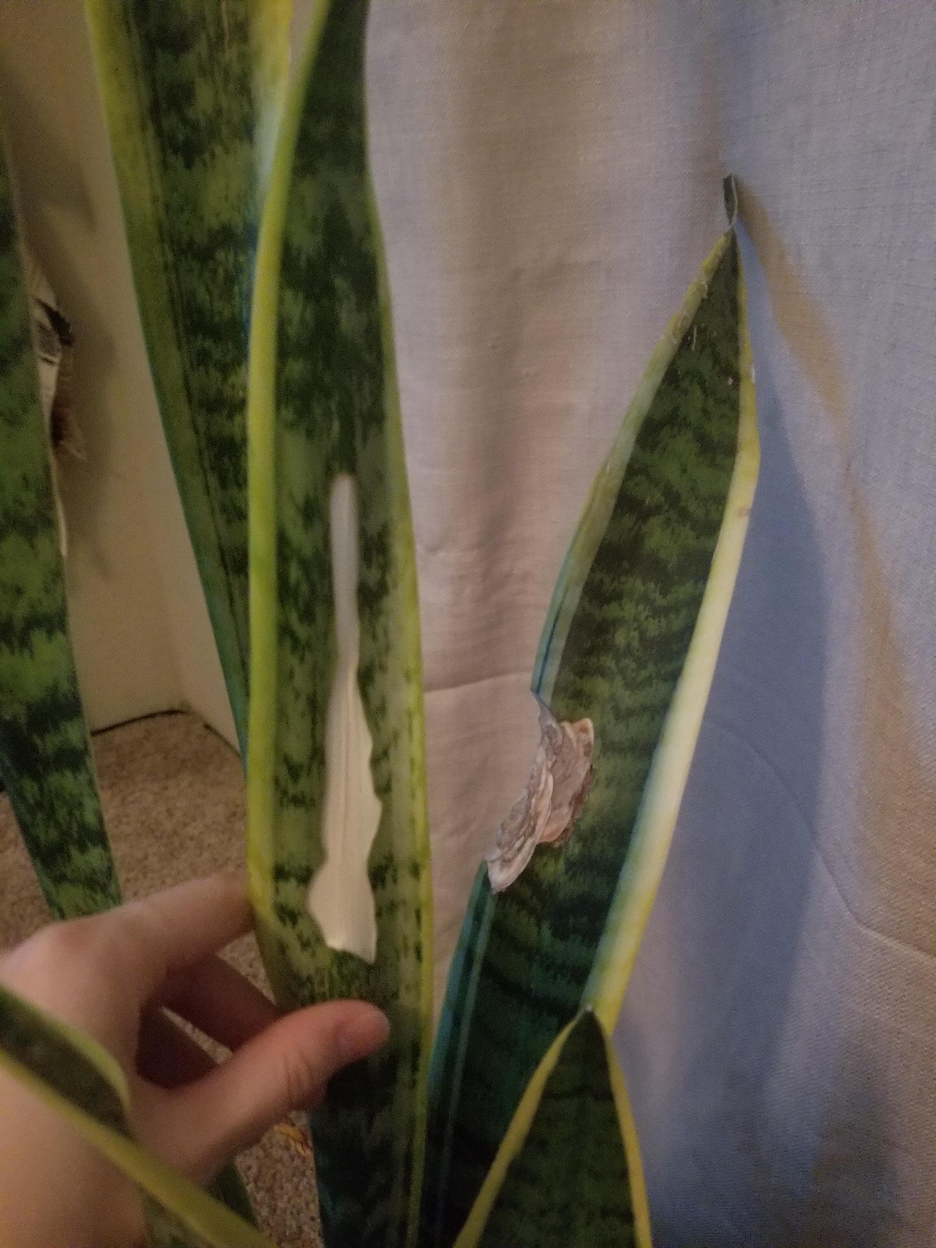 Snake plant leaves soft and the leaves are turning white?? r/plants