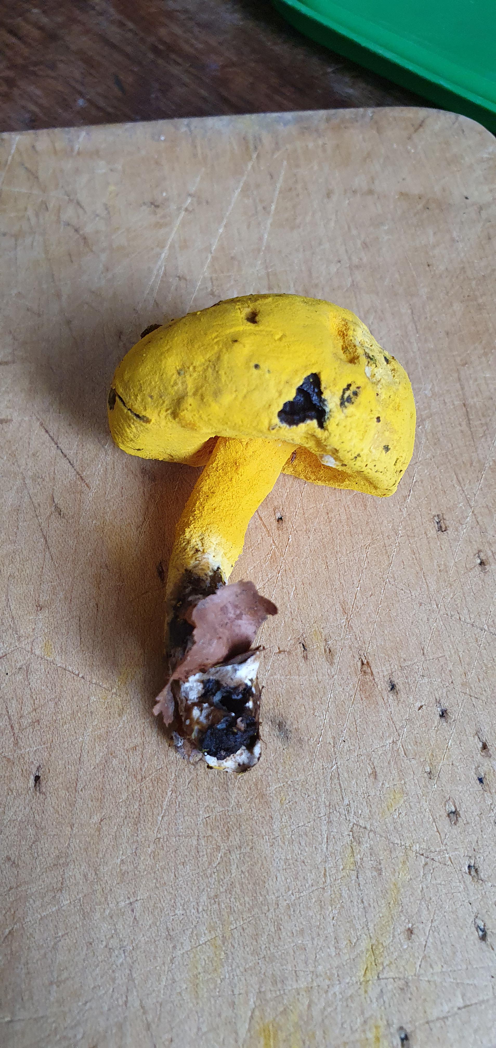 What is this?!? And why the bright yellow? Bacterial? r/ShroomID