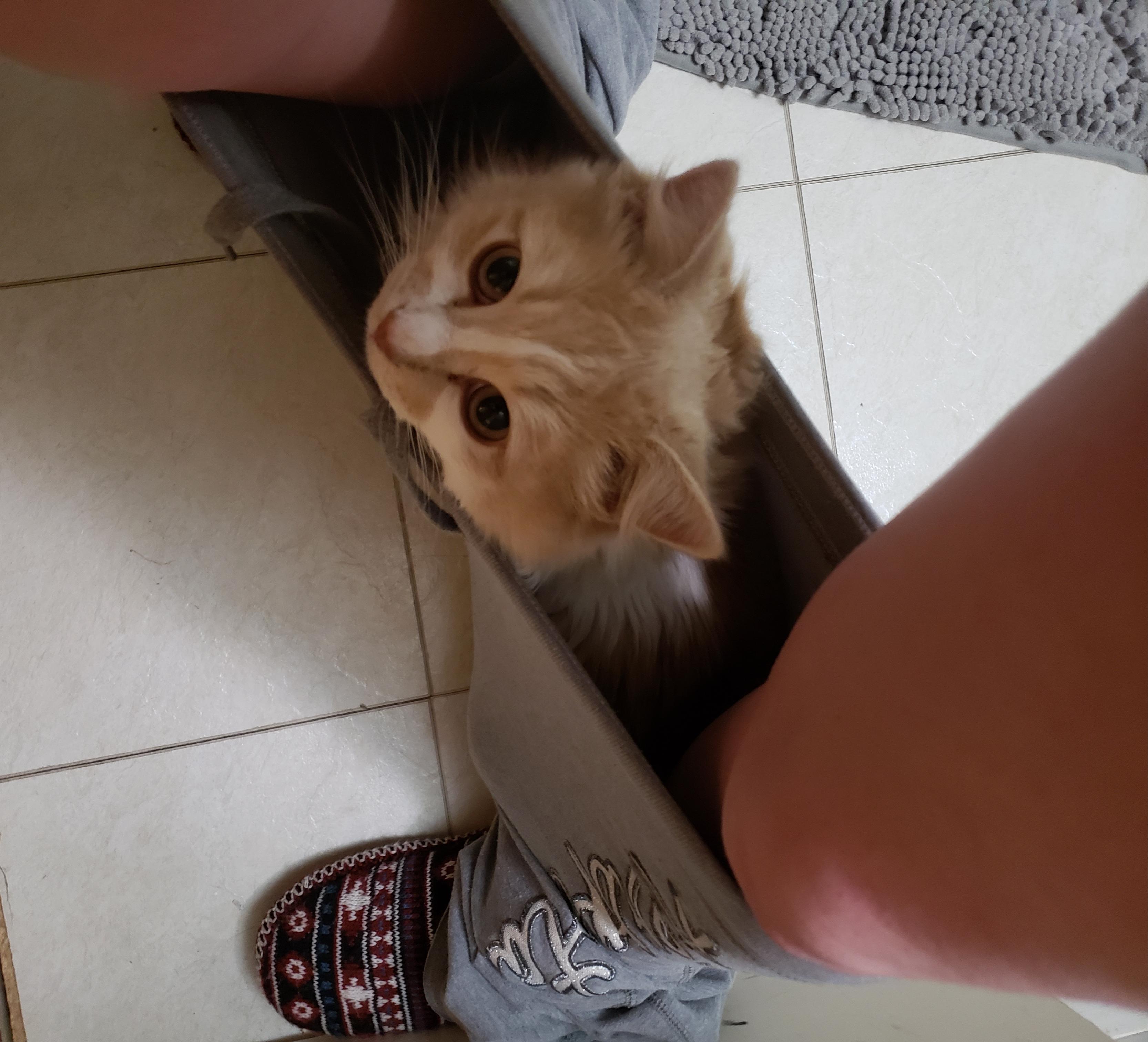 Cat stayed in pants while walking out of bathroom r/catsinpants