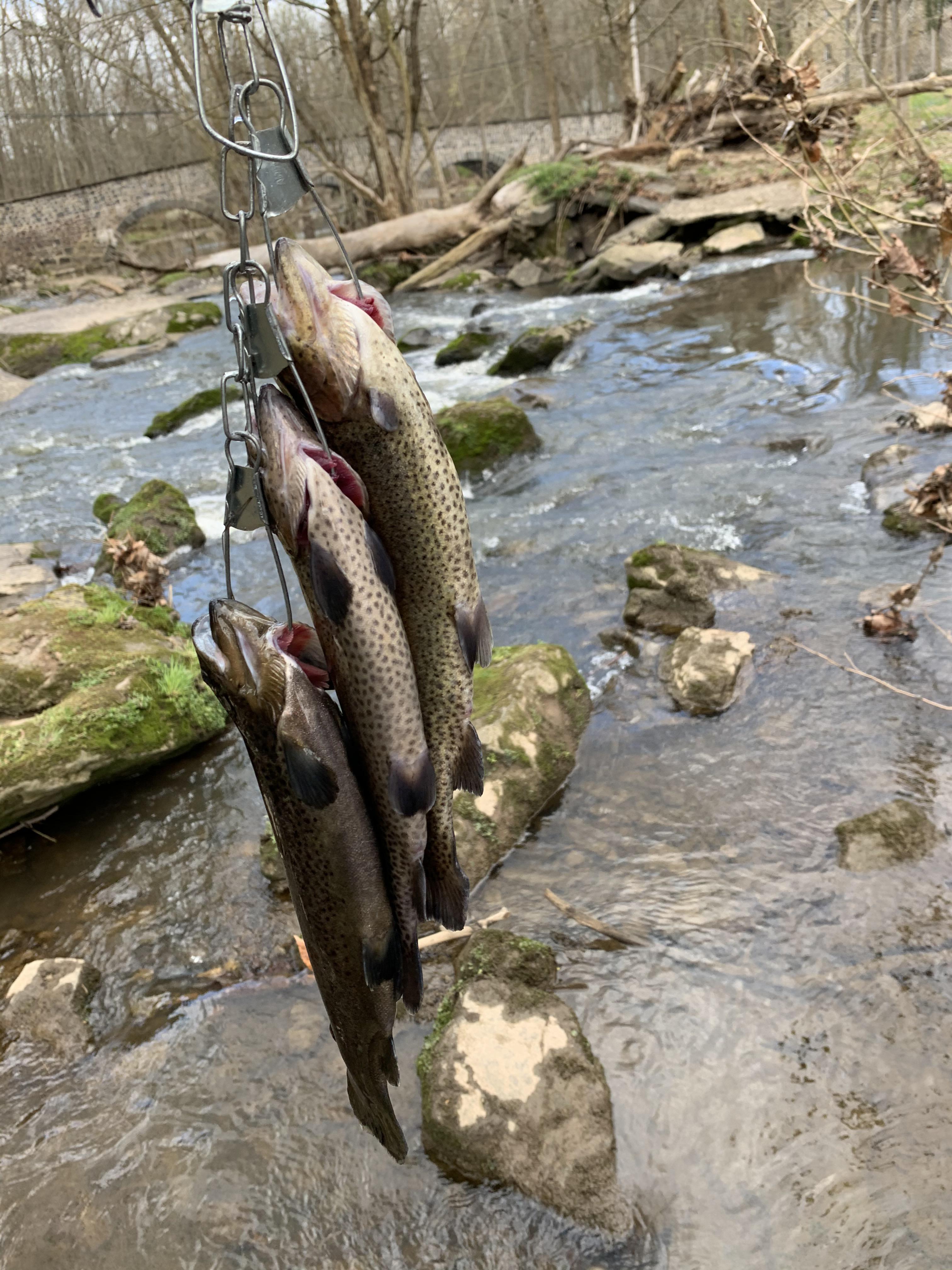 Tuesday morning fishing in PA, tasted great. r/troutfishing