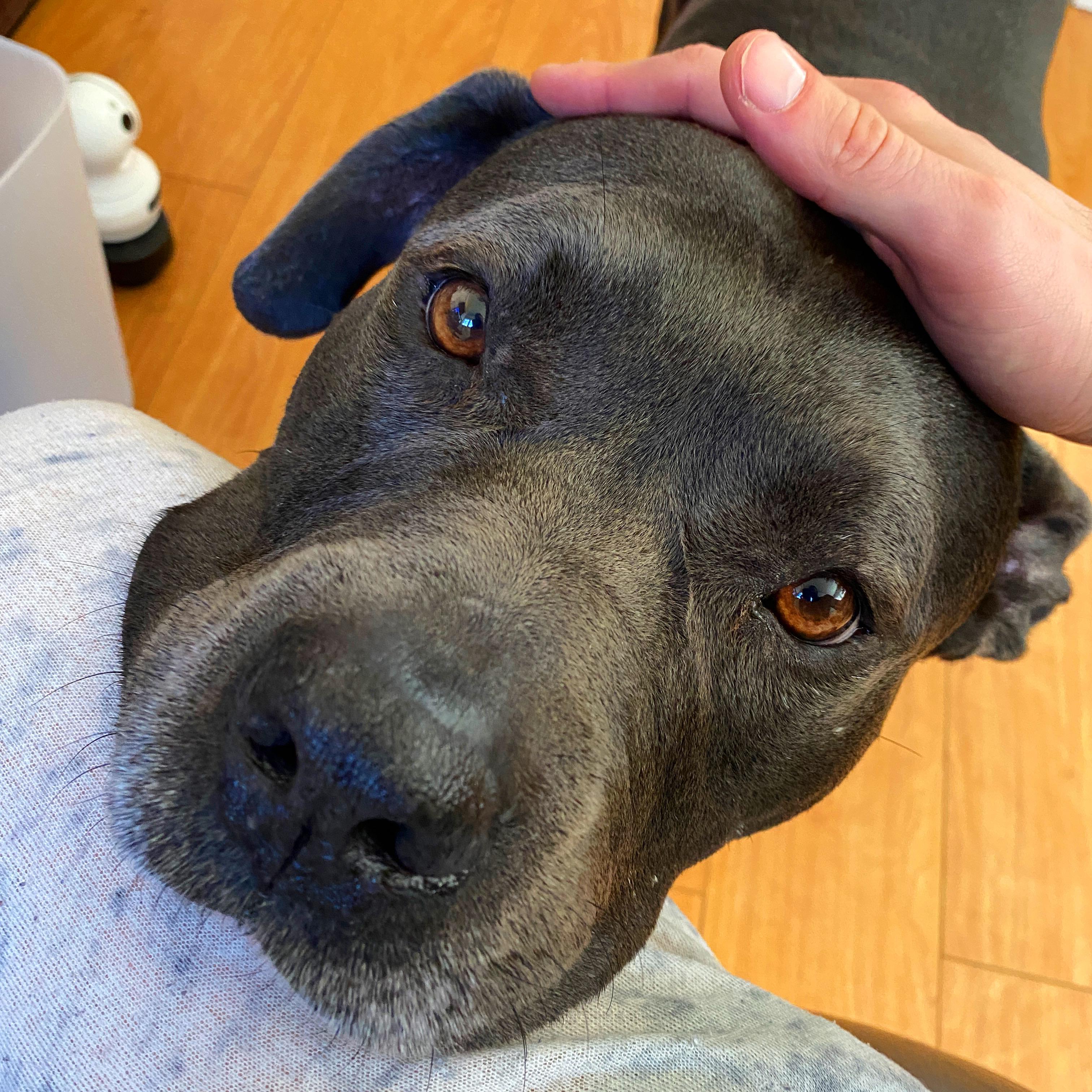 Who wouldn’t pet this velvet head? r/velvethippos