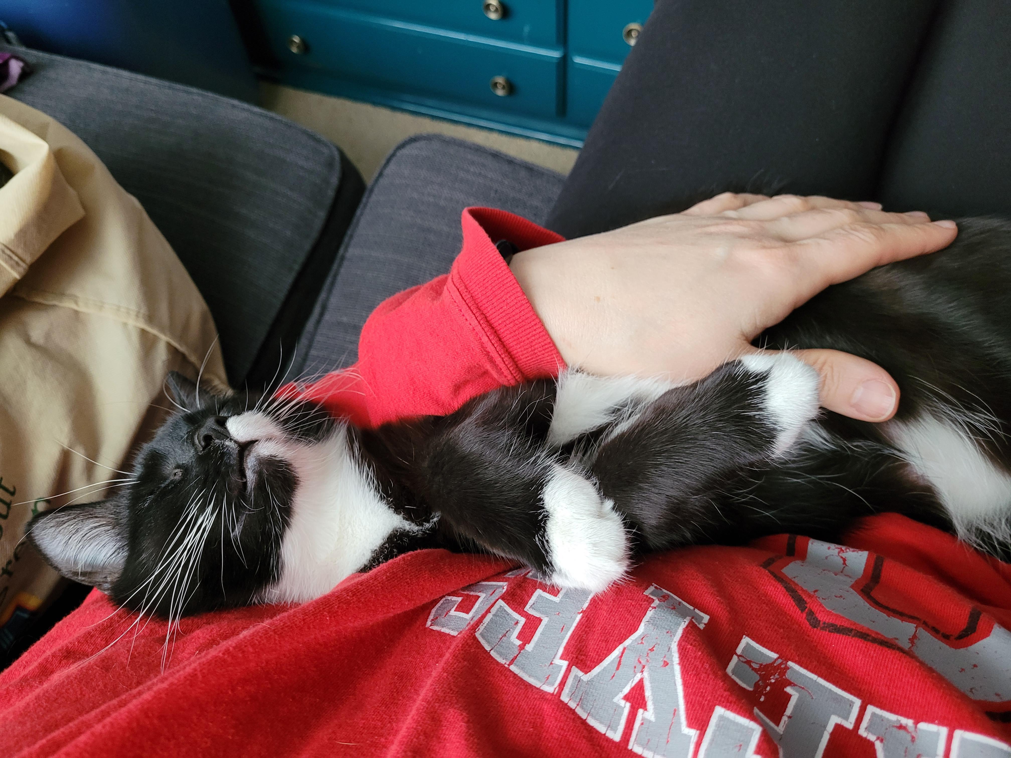 Oreo actually likes being held like a baby r/TuxedoCats
