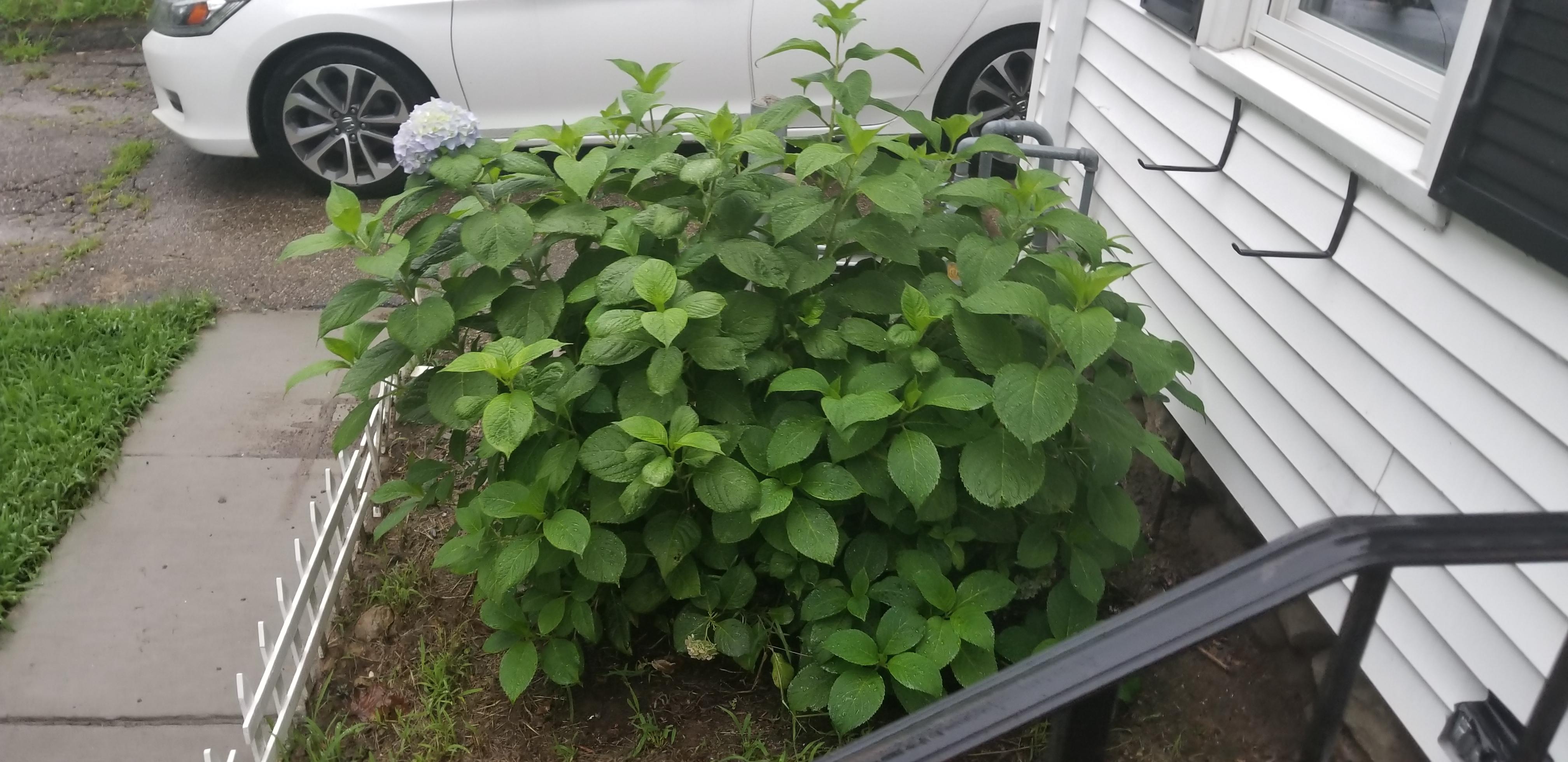 When and how should I prune my hydrangea? Zone 5b? r/gardening
