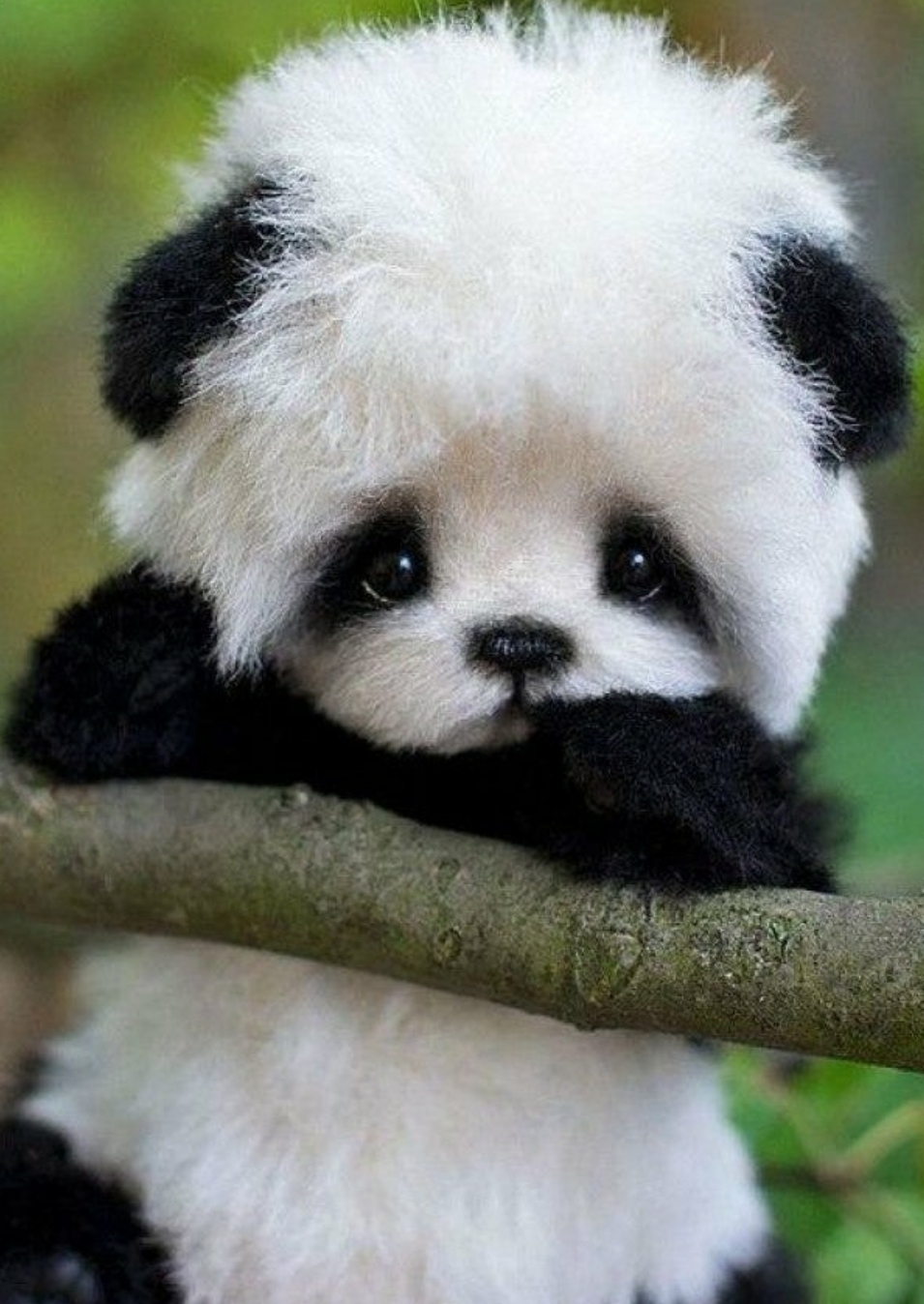 Cute baby panda r/aww