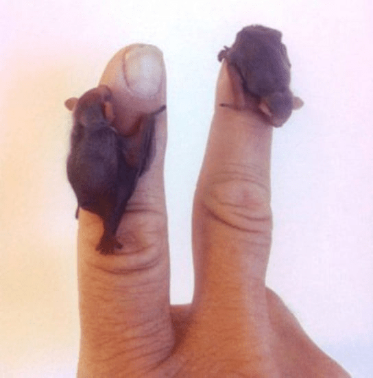 Bumble bee bats 😍 r/aww