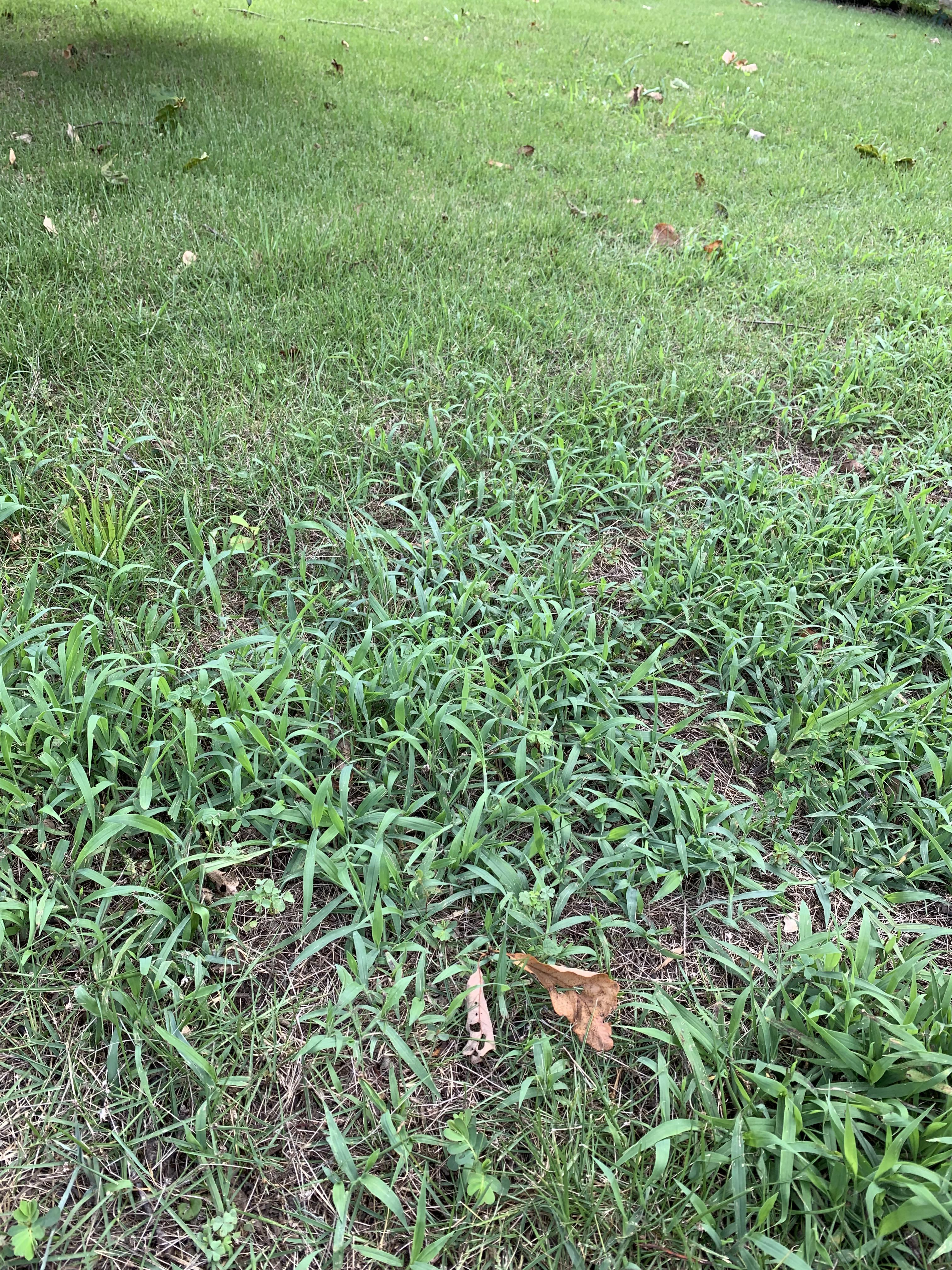 Anyone know what type of grass/weed this is? In growing zone 7b/8a. How