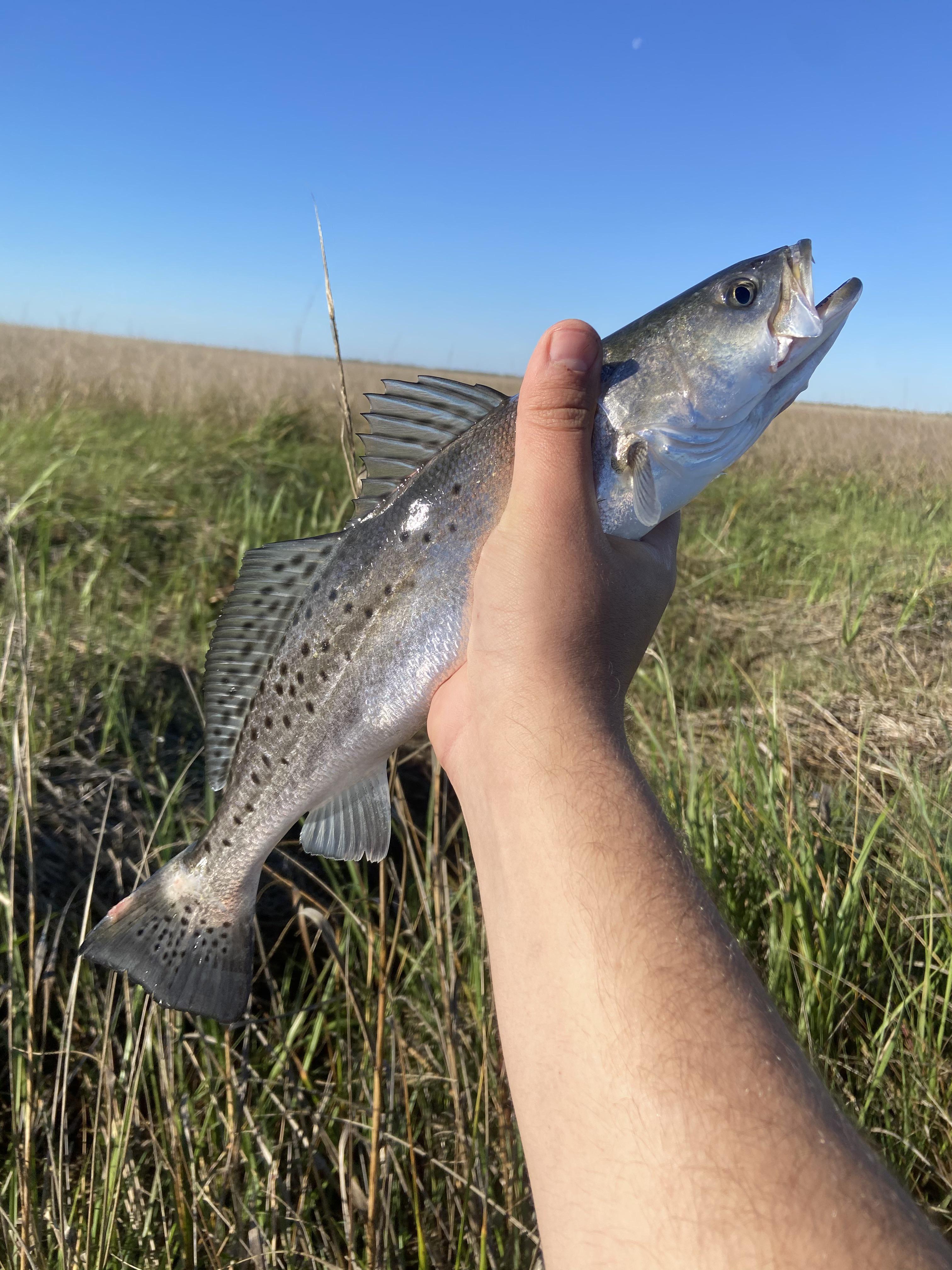 Speckled trout are so beautiful! I caught this one out of my kayak on a