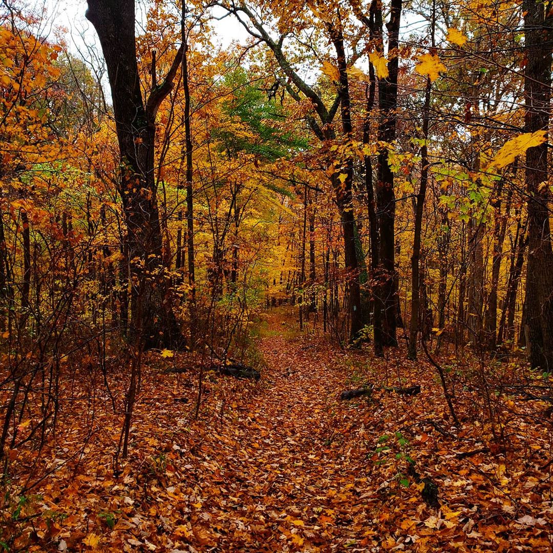 Tar Hollow State Forest, Ohio [OC] [1080x1080] r/EarthPorn