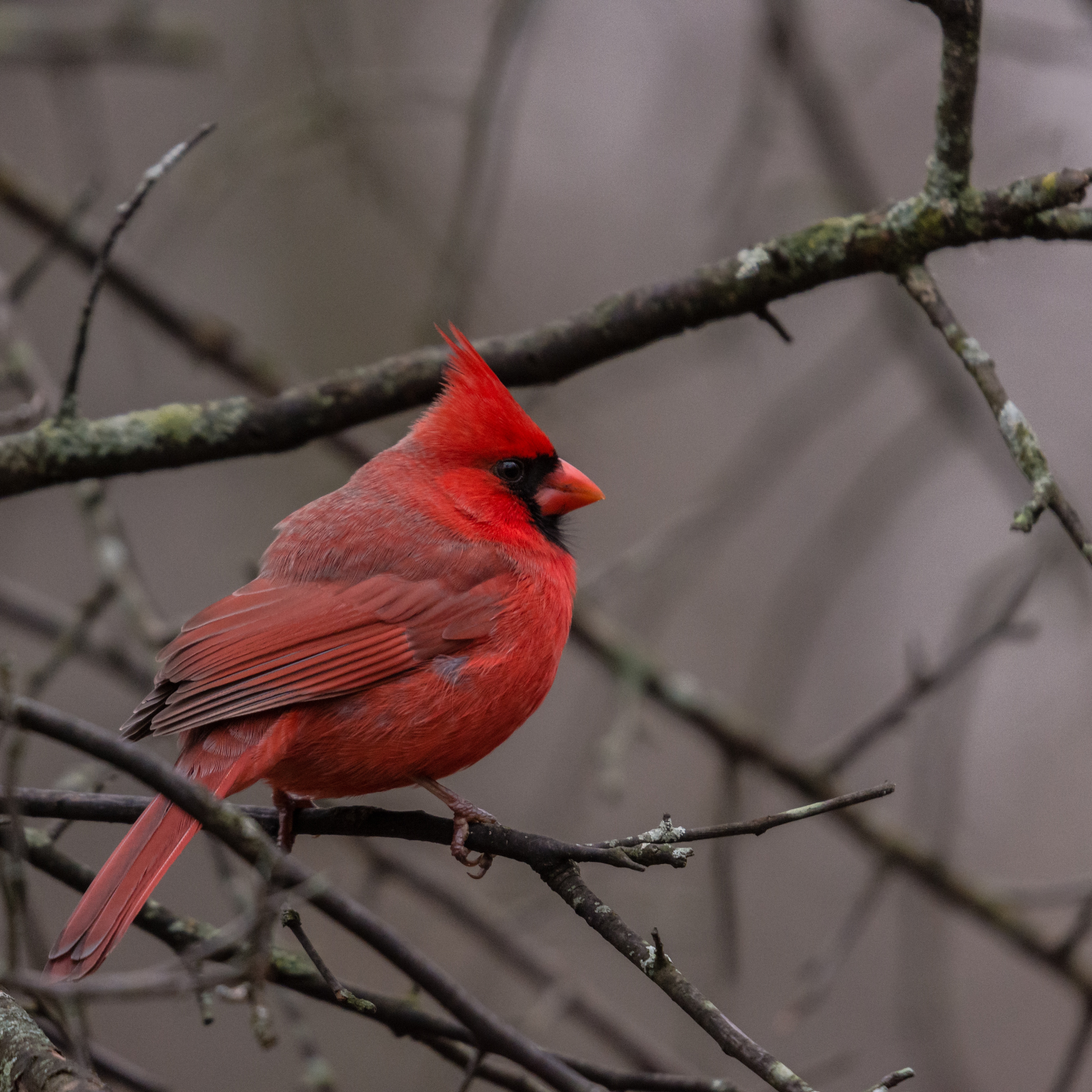Northern Cardinal, Ojibway, Windsor Ontario r/windsorontario