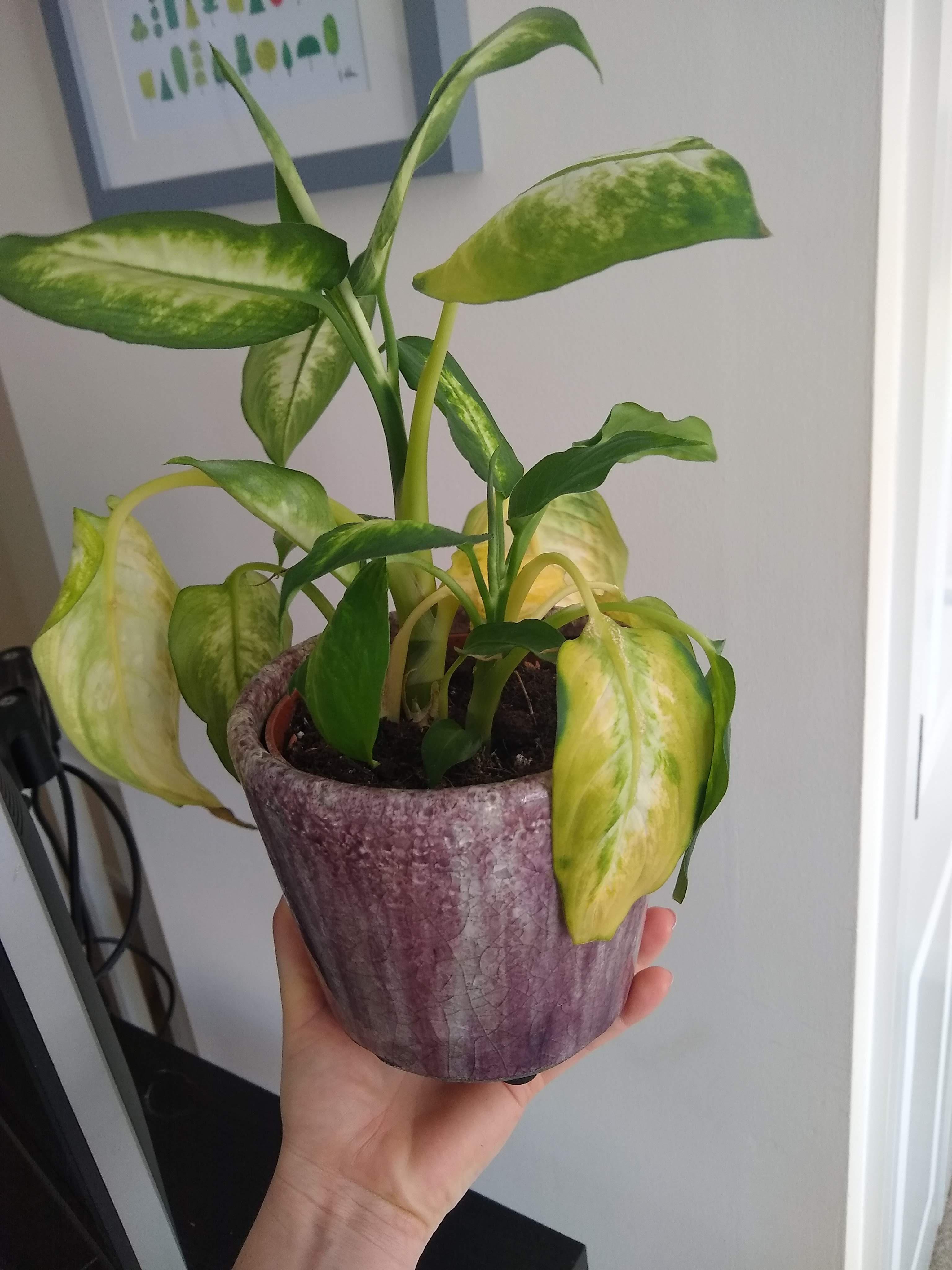 older dumb cane leaves are turning yellow natural lifecycle or doing