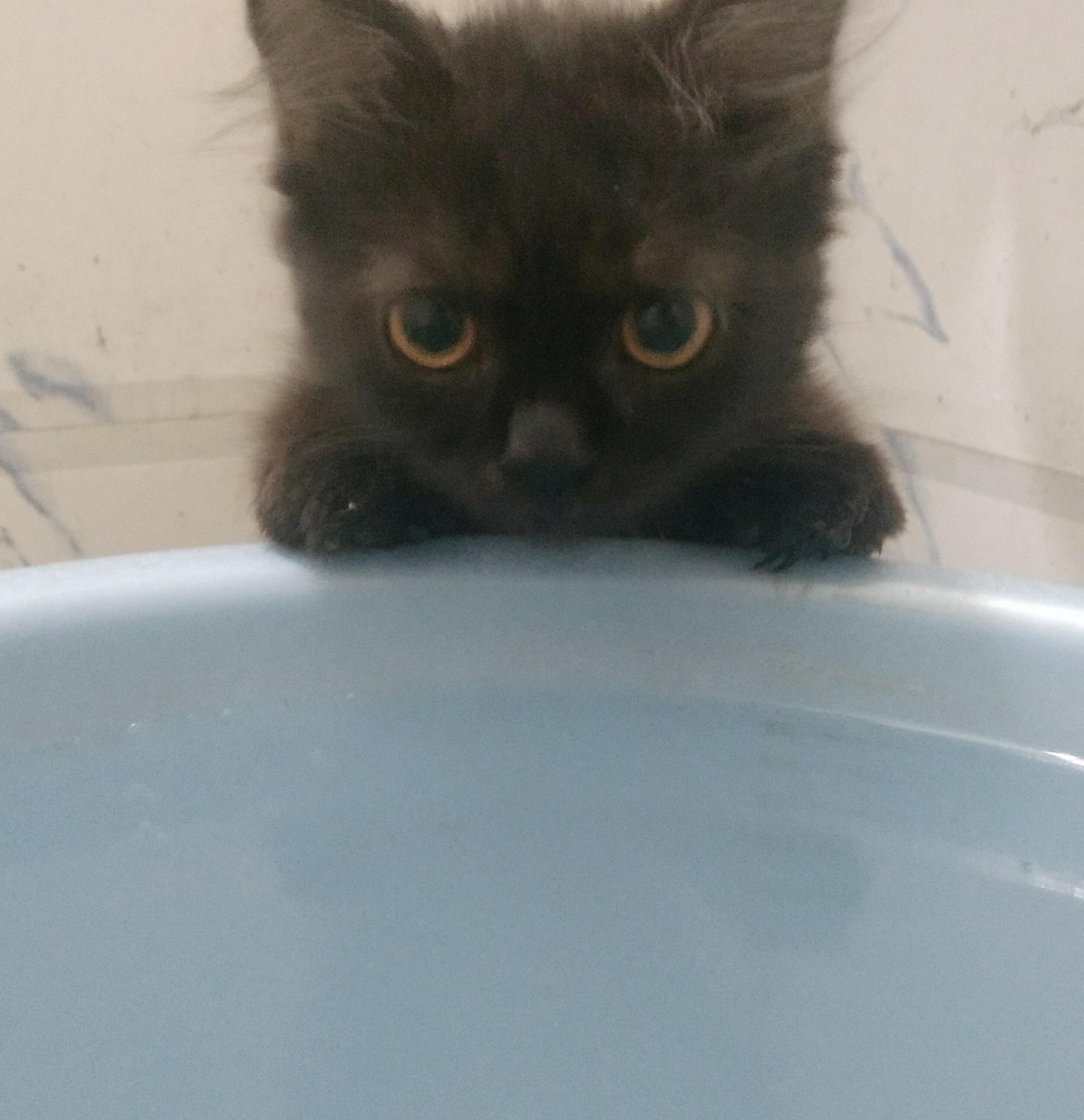 My kitten is about to get his first bath. aww