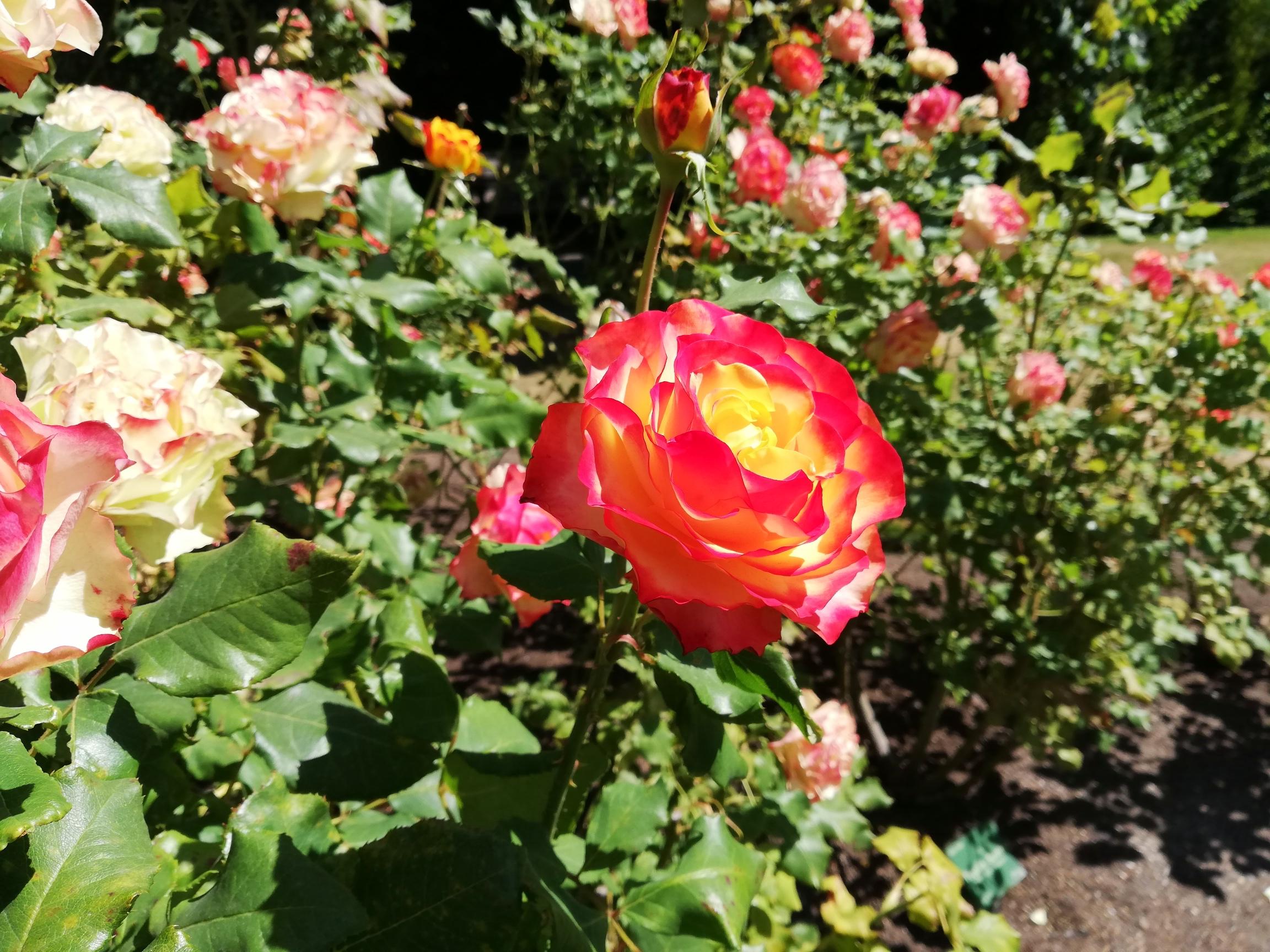 Christchurch botanic Gardens, in the rose garden. Look at the colours