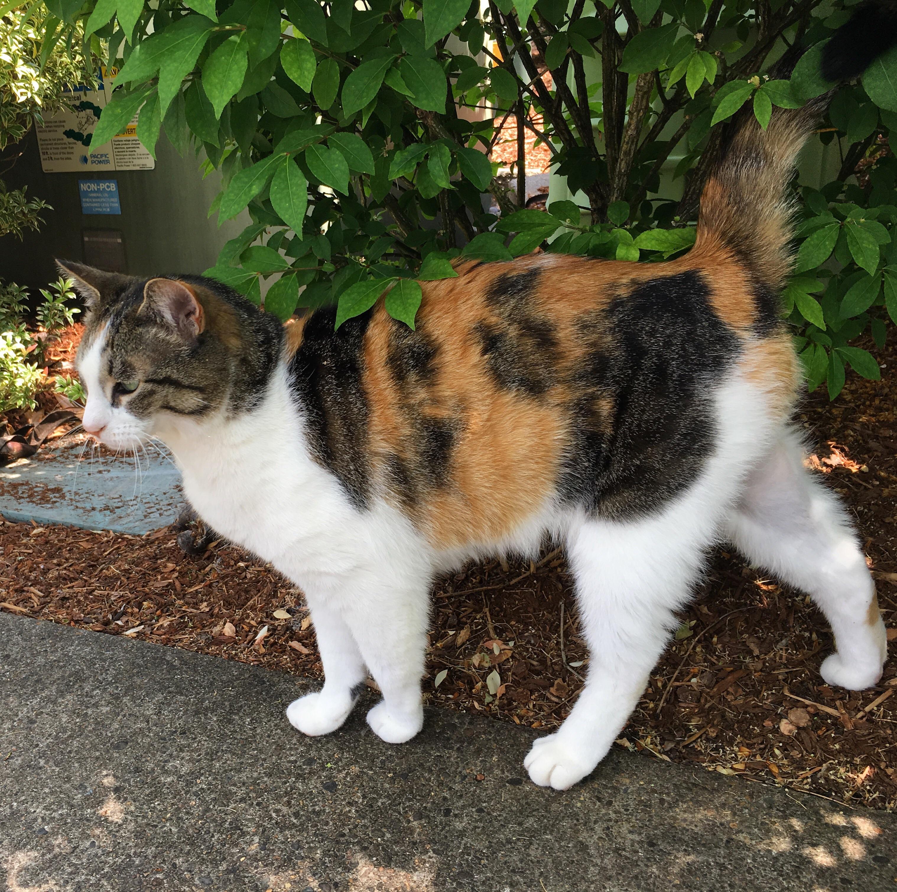 Saw this beautiful halfcalico halftabby today r/cats
