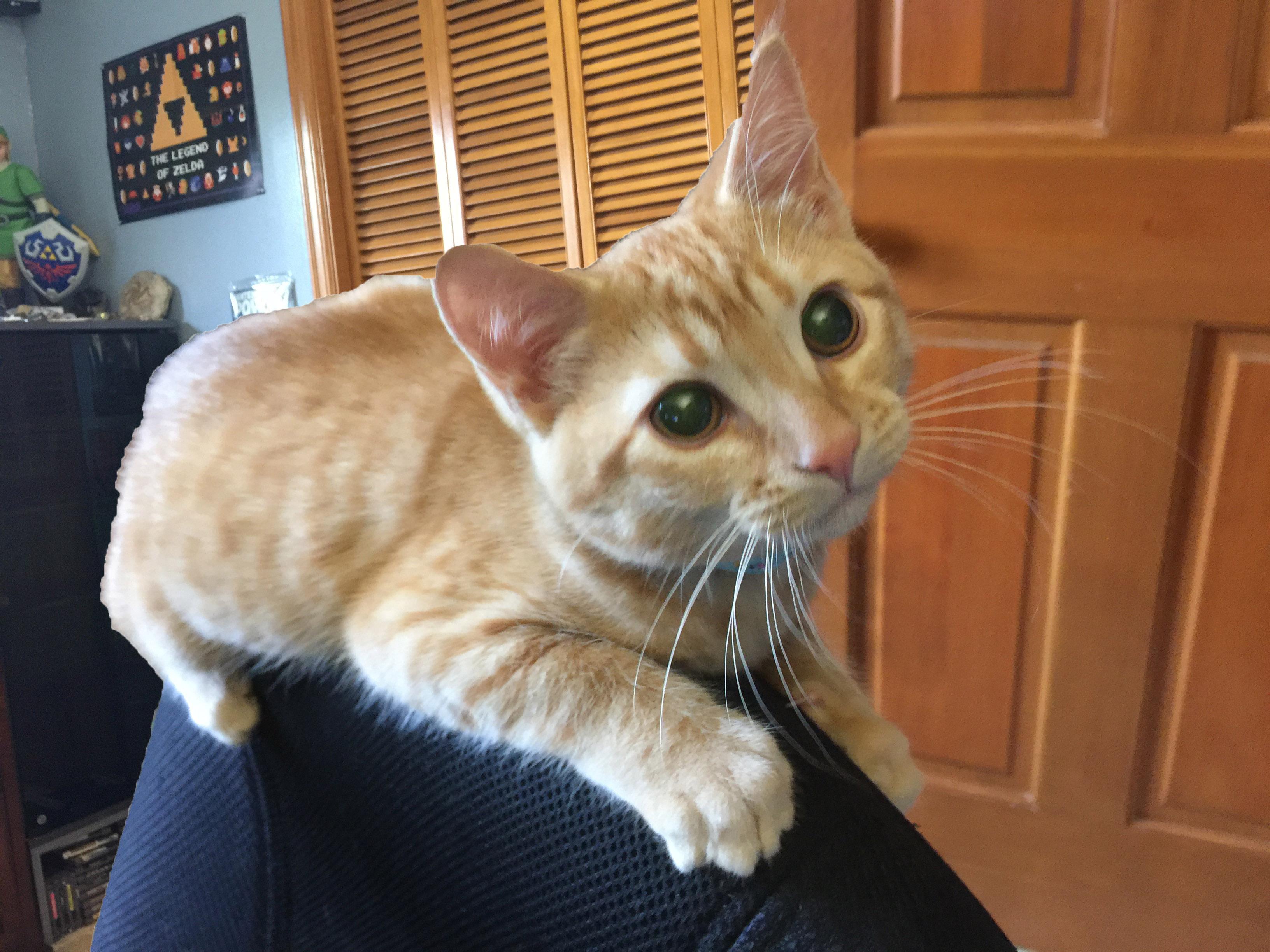 My new kittie Skittles the most loving cat I've ever seen. r/aww