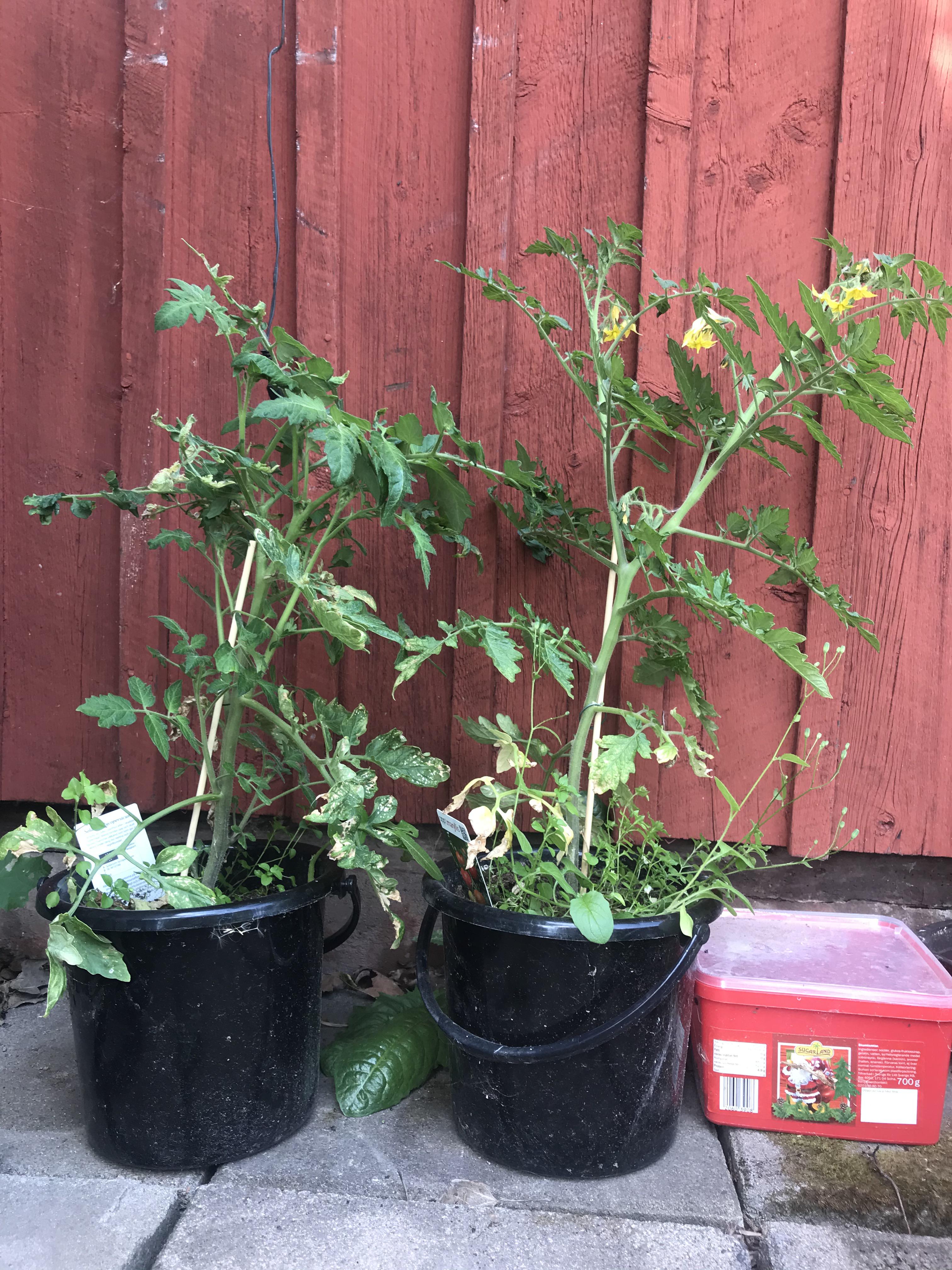 Do I need to move these tomato plants into larger containers? r/gardening