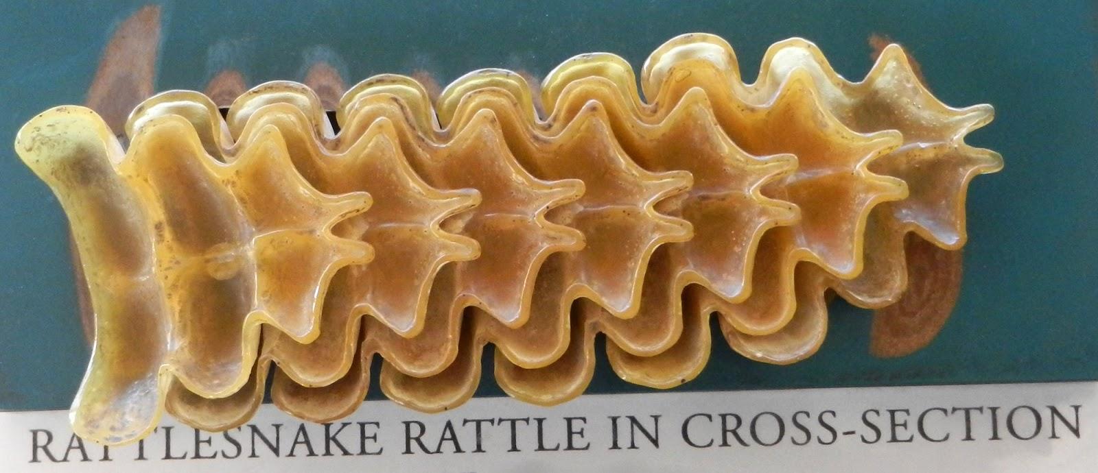 Rattlesnake Rattle cut in half [1600x690] r/ThingsCutInHalfPorn