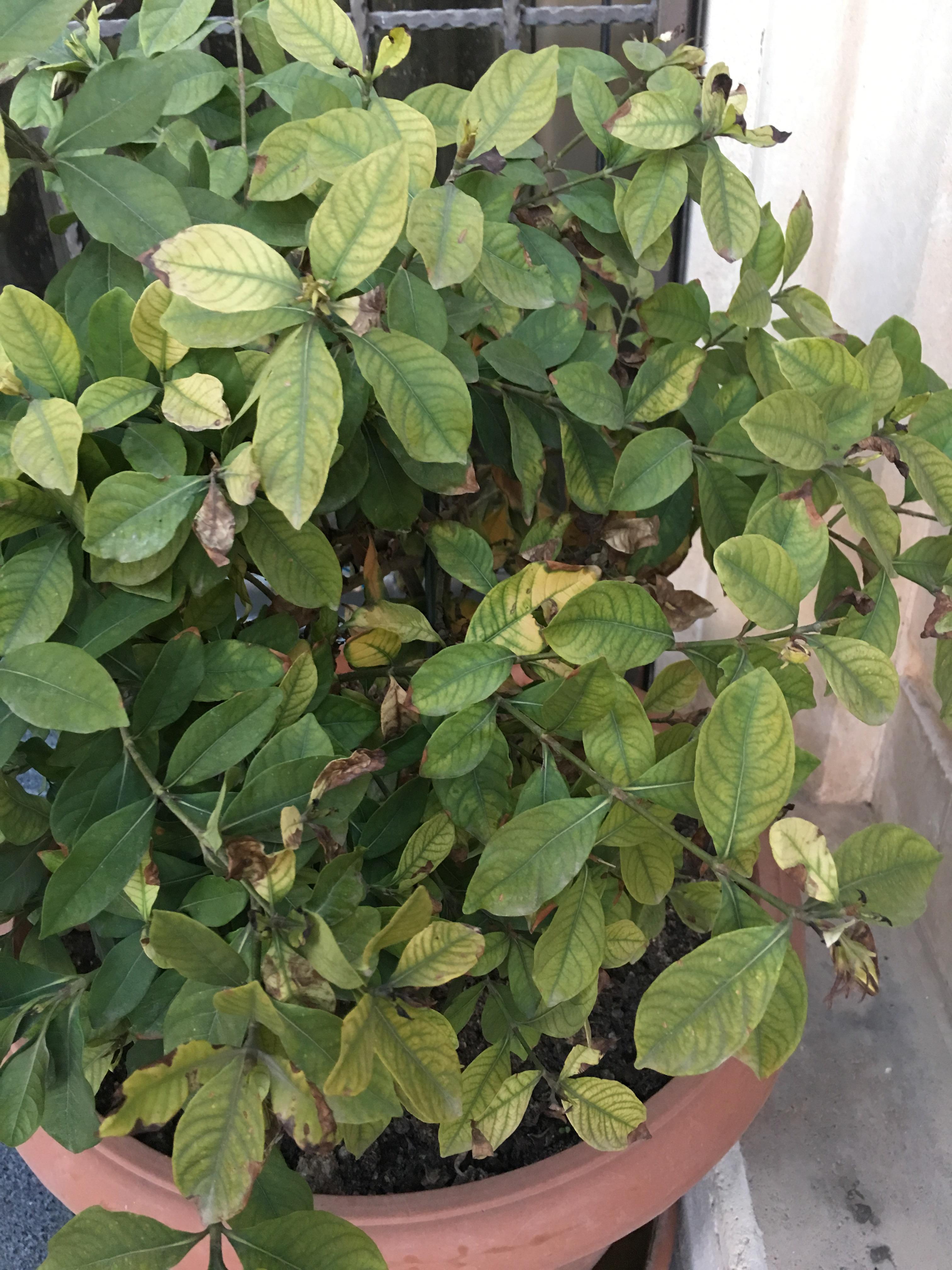 Why is my gardenia plant so weak? Can anyone help me with some tips
