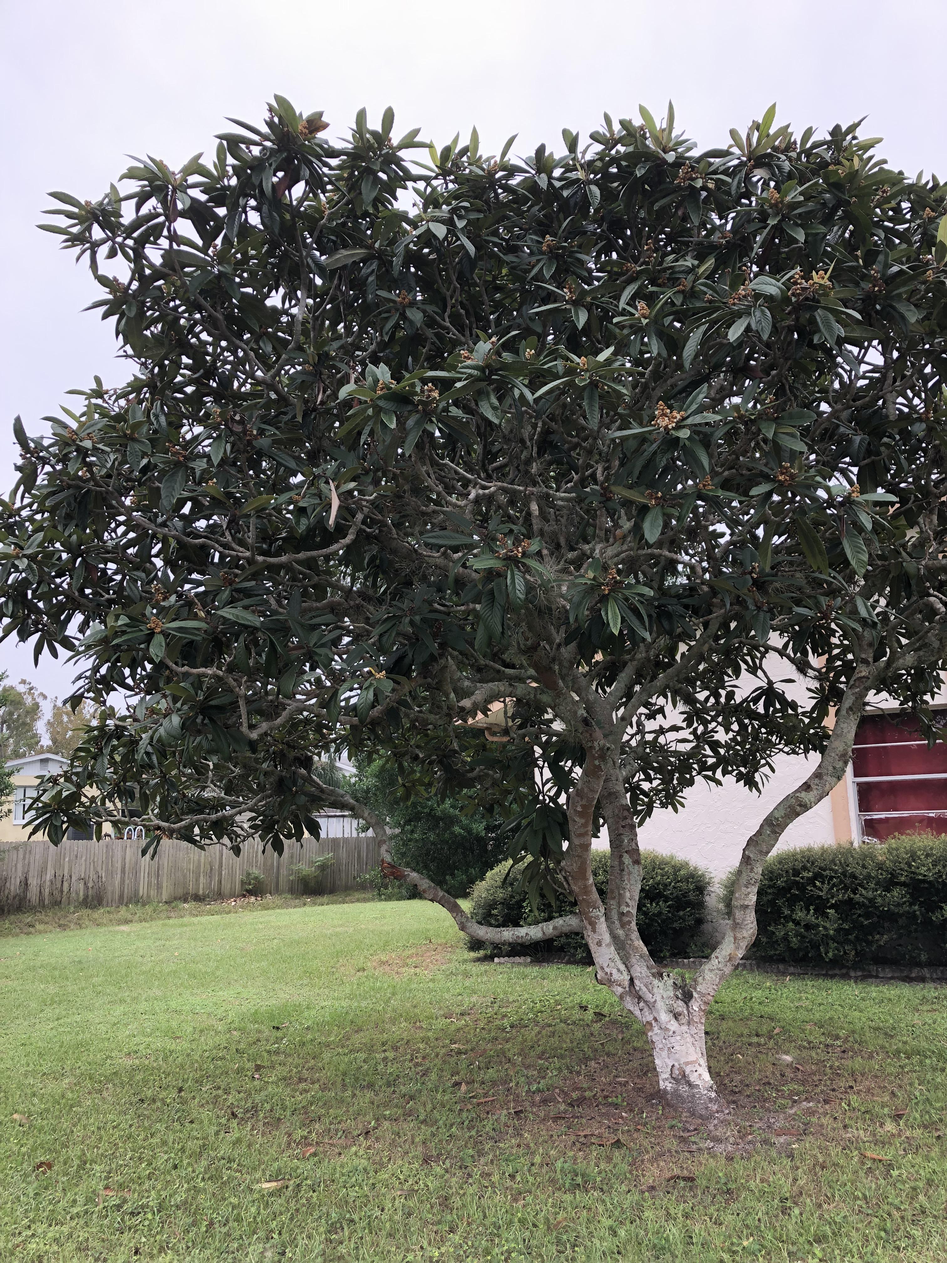 Fairly common tree in central Florida lawns r/whatsthisplant