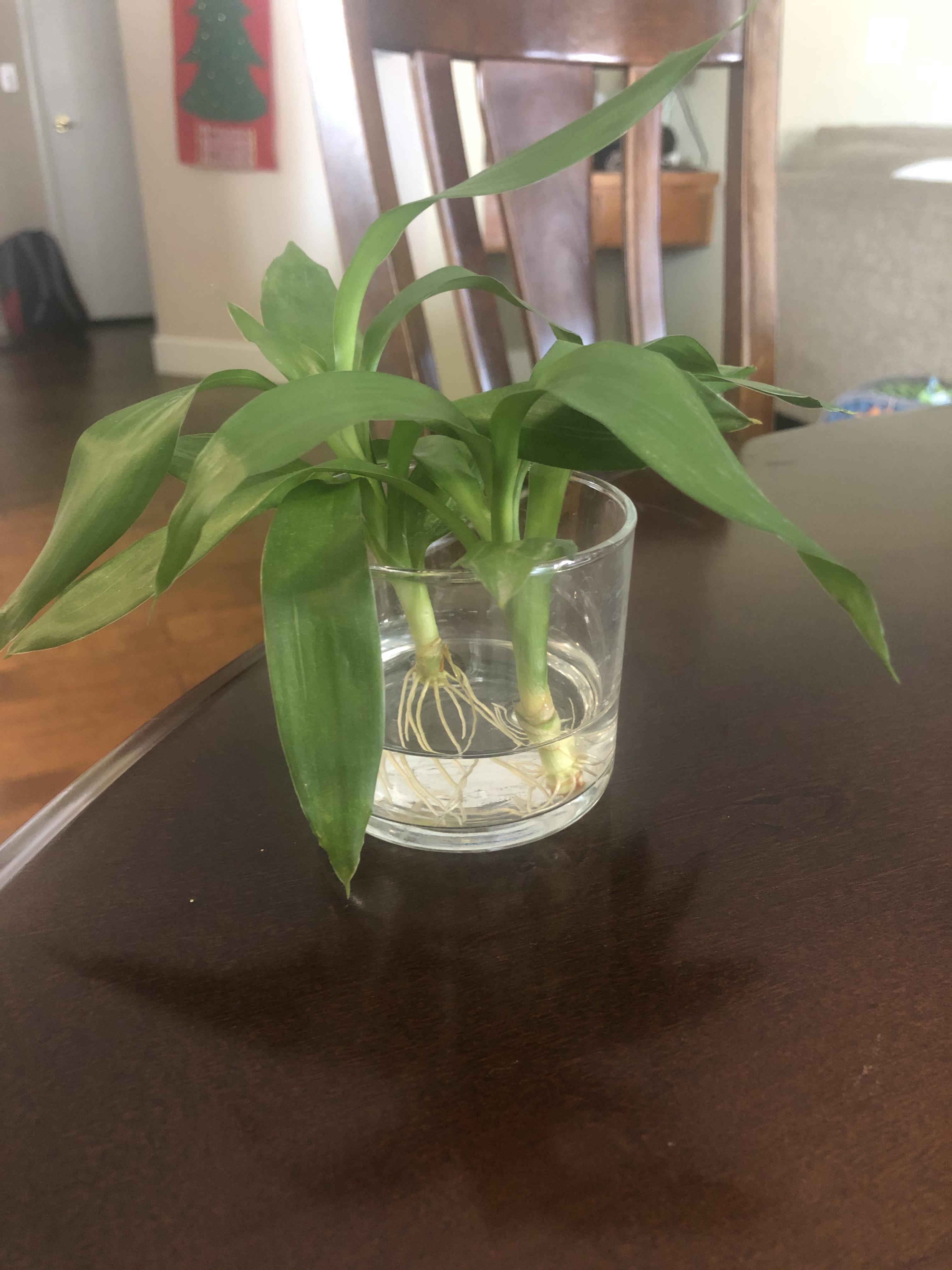 Received Lotus Bamboo clippings as a gift, and tips for care are